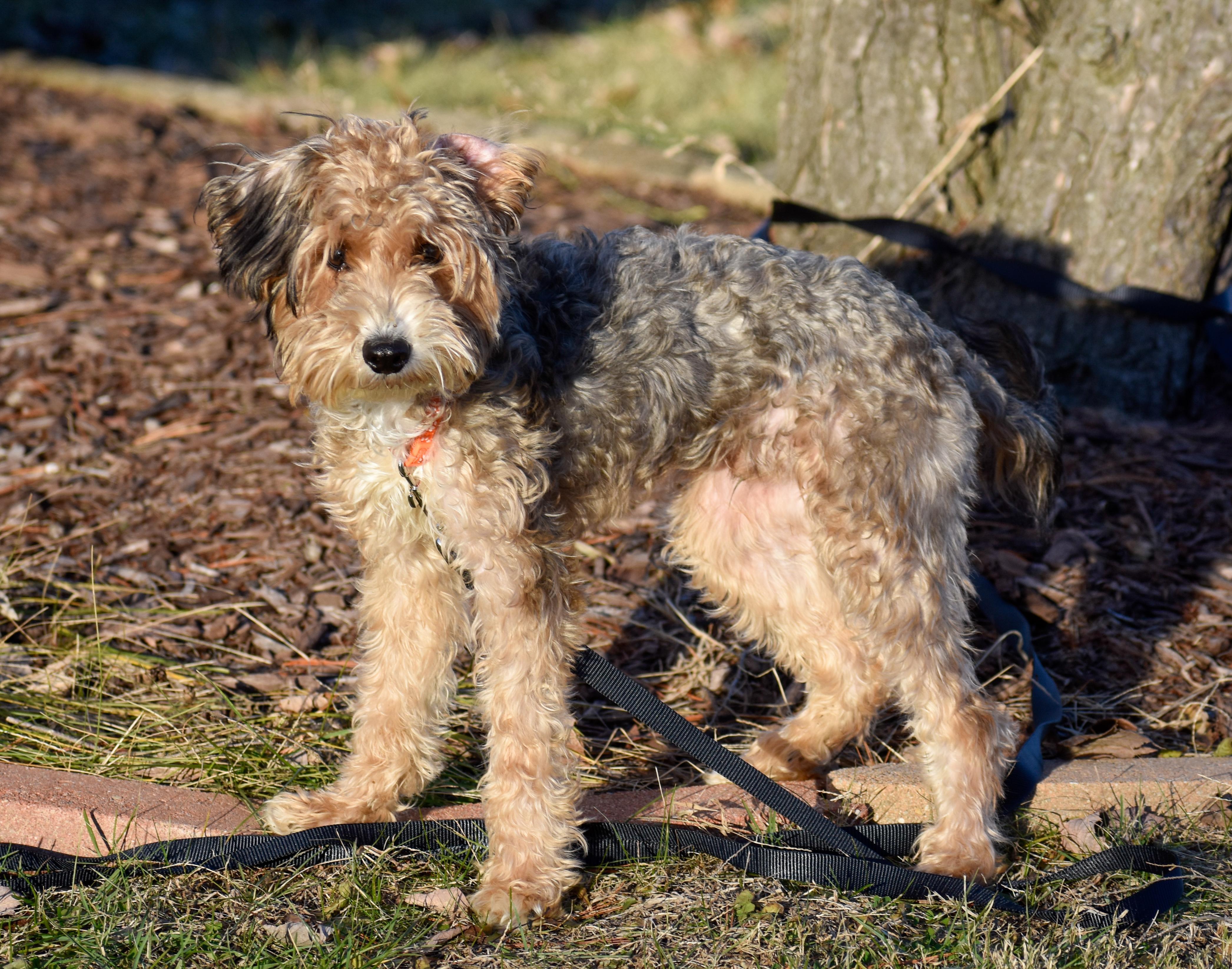Enlarge Milton, a ADOPTABLE mixed breed in Indianapolis, IN image 4/5