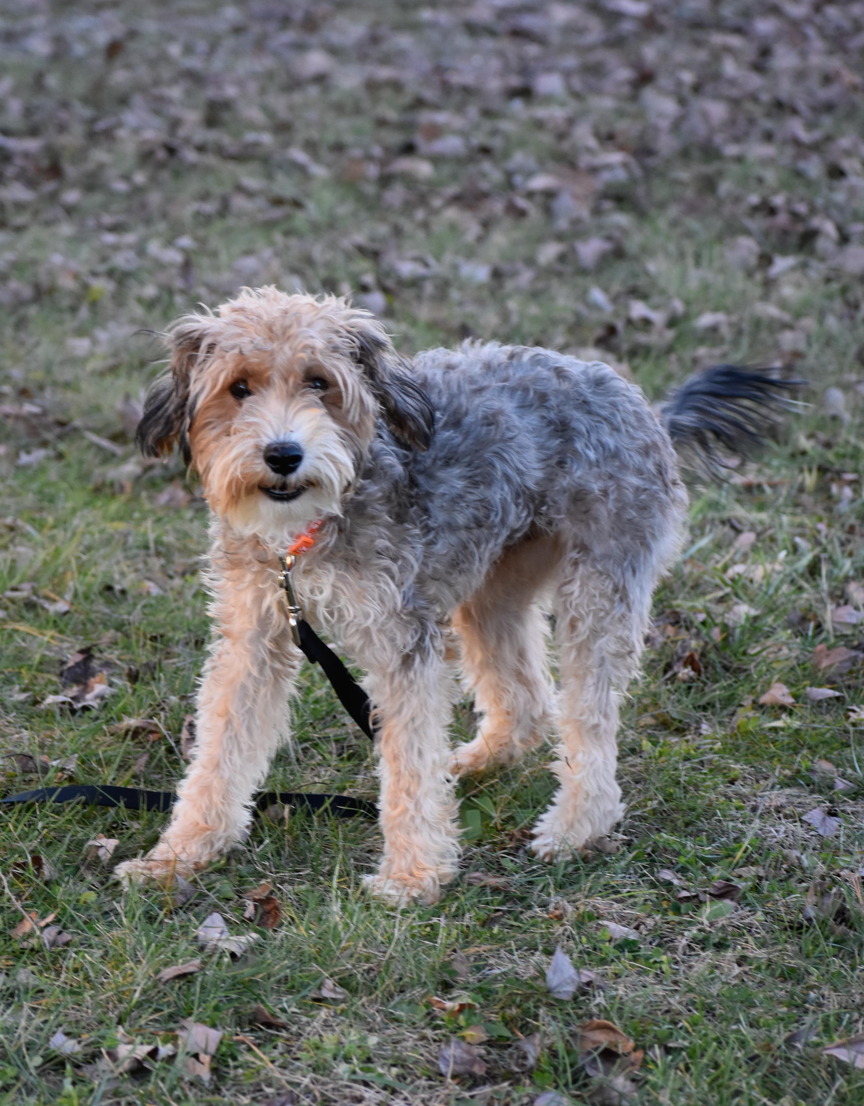 Enlarge Milton, a ADOPTABLE mixed breed in Indianapolis, IN image 5/5