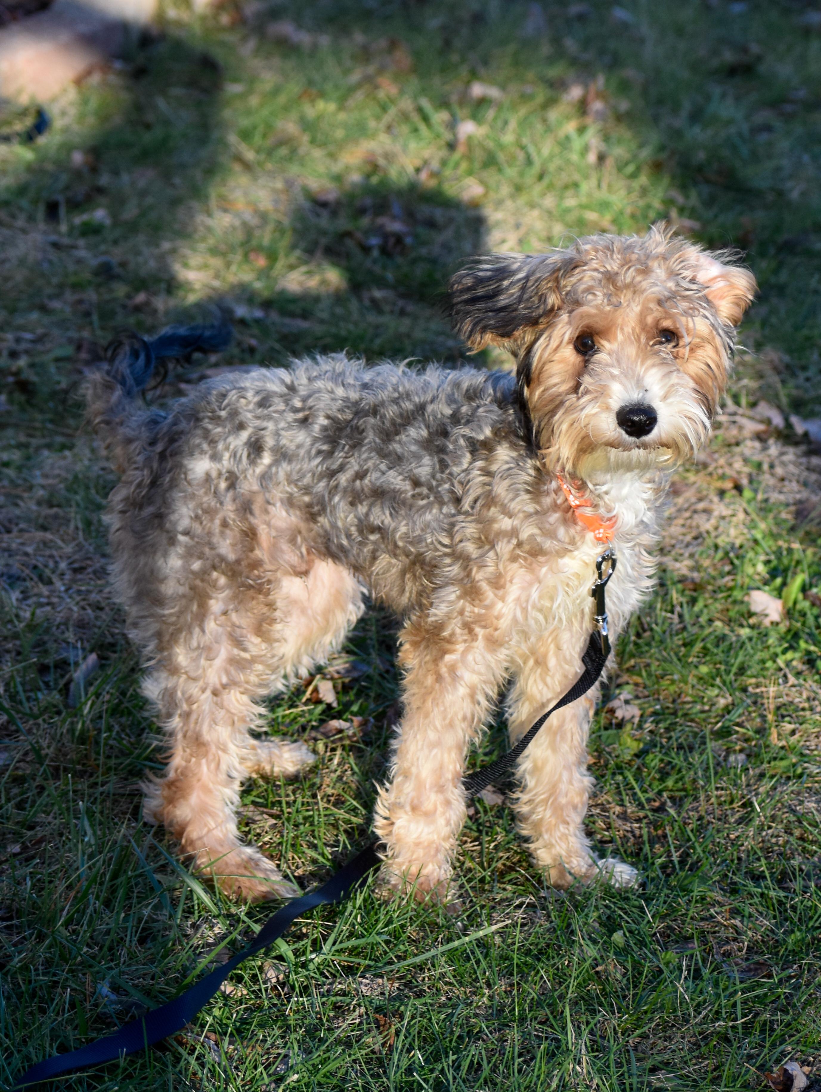 Enlarge Milton, a ADOPTABLE mixed breed in Indianapolis, IN image 3/5