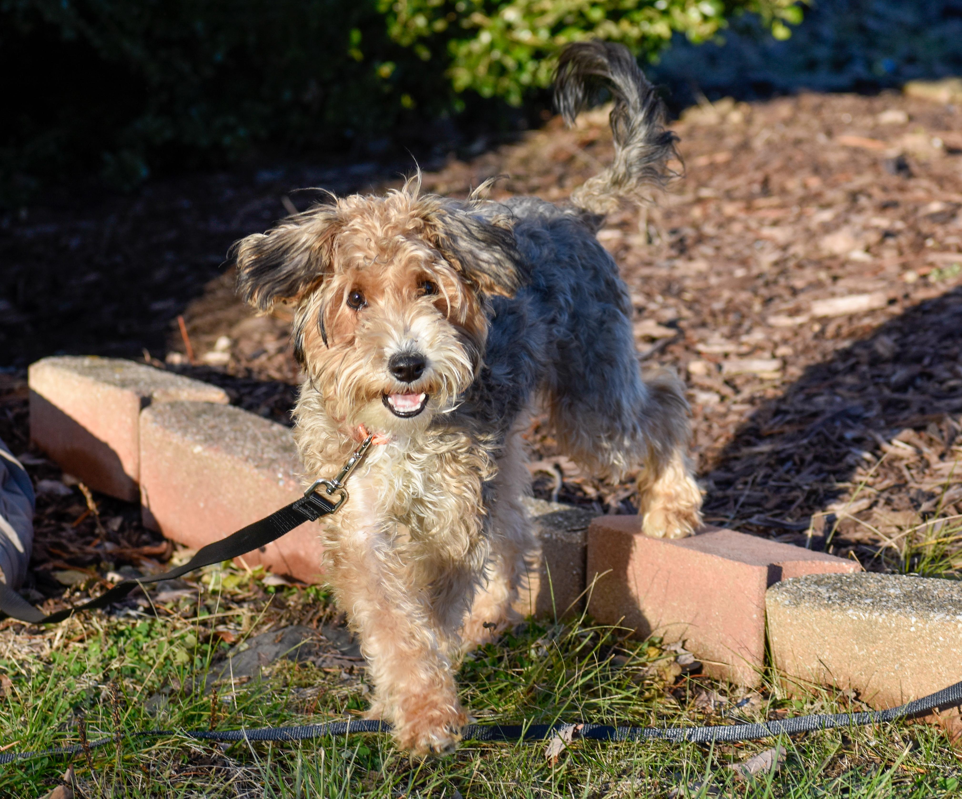 Enlarge Milton, a ADOPTABLE mixed breed in Indianapolis, IN image 2/5