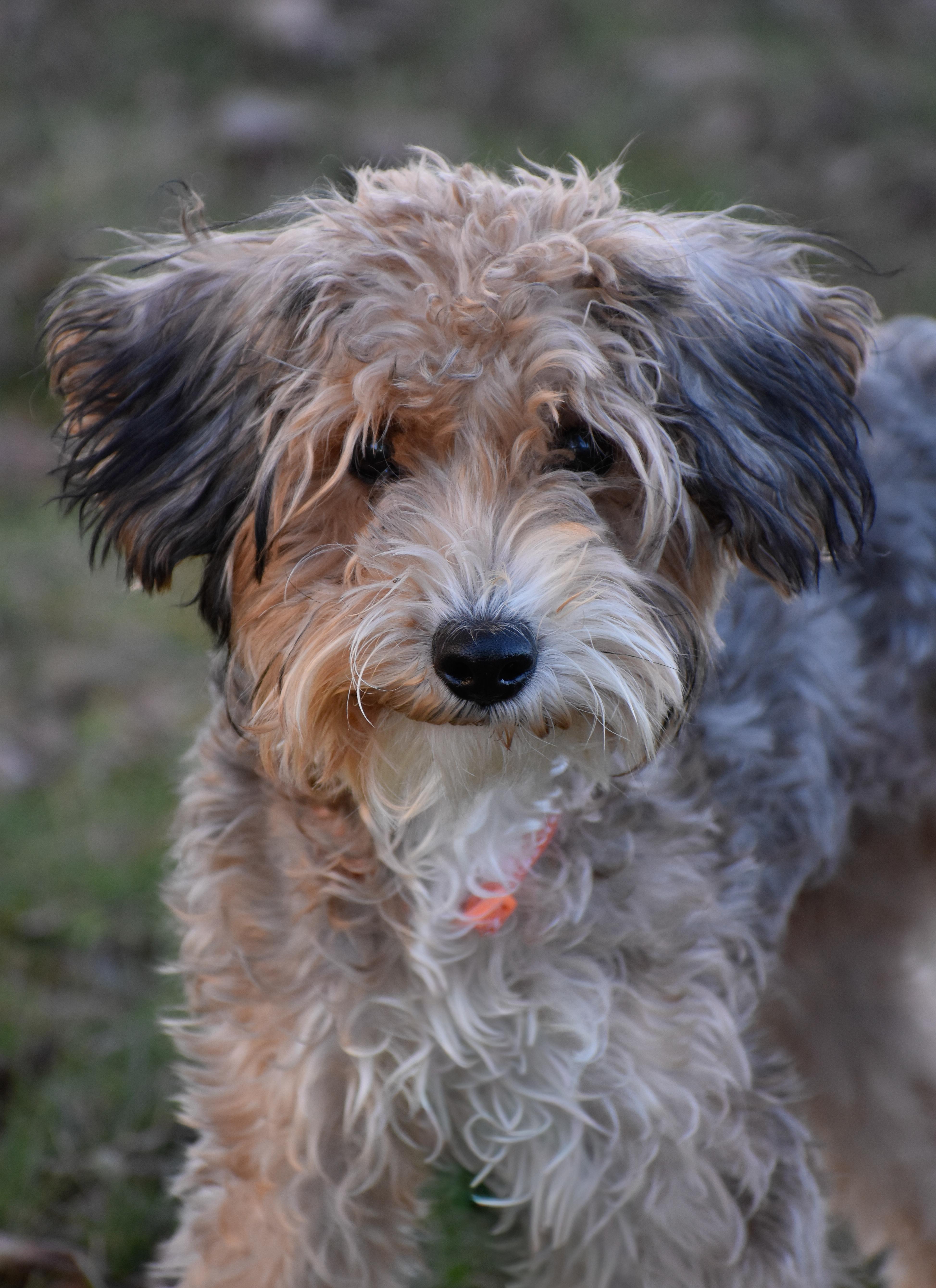 Enlarge Milton, a ADOPTABLE mixed breed in Indianapolis, IN image 1/5