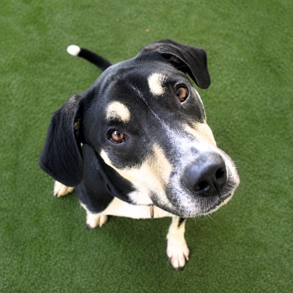 Bodhi, Adoptable, Young Male Treeing Walker Coonhound.