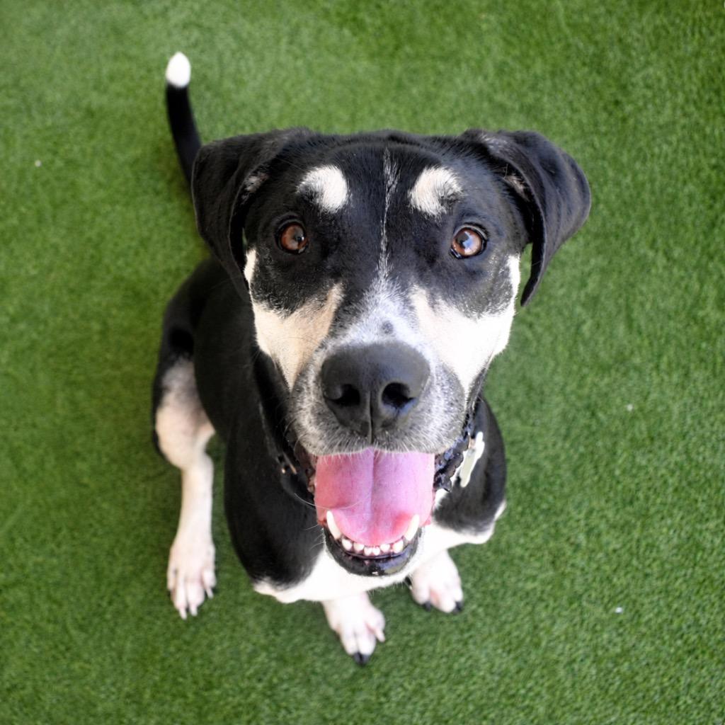 Enlarge Bodhi, a Adoptable mixed breed in Saint Petersburg, FL image 2/3