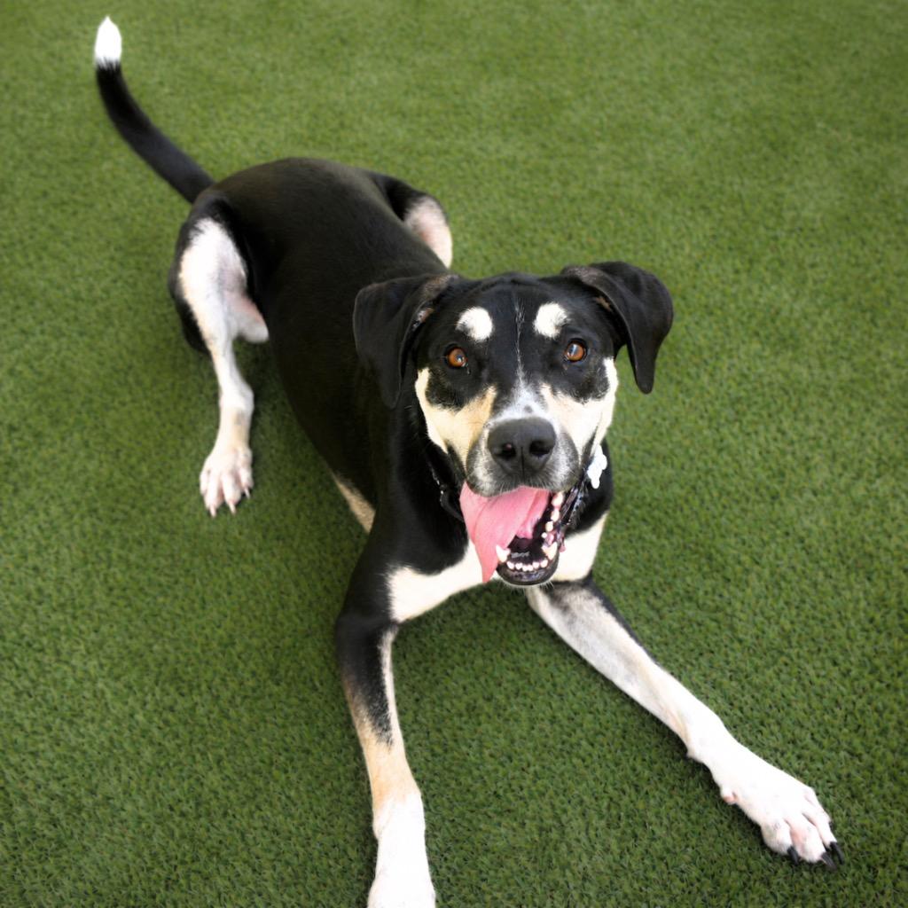 Enlarge Bodhi, a Adoptable mixed breed in Saint Petersburg, FL image 3/3