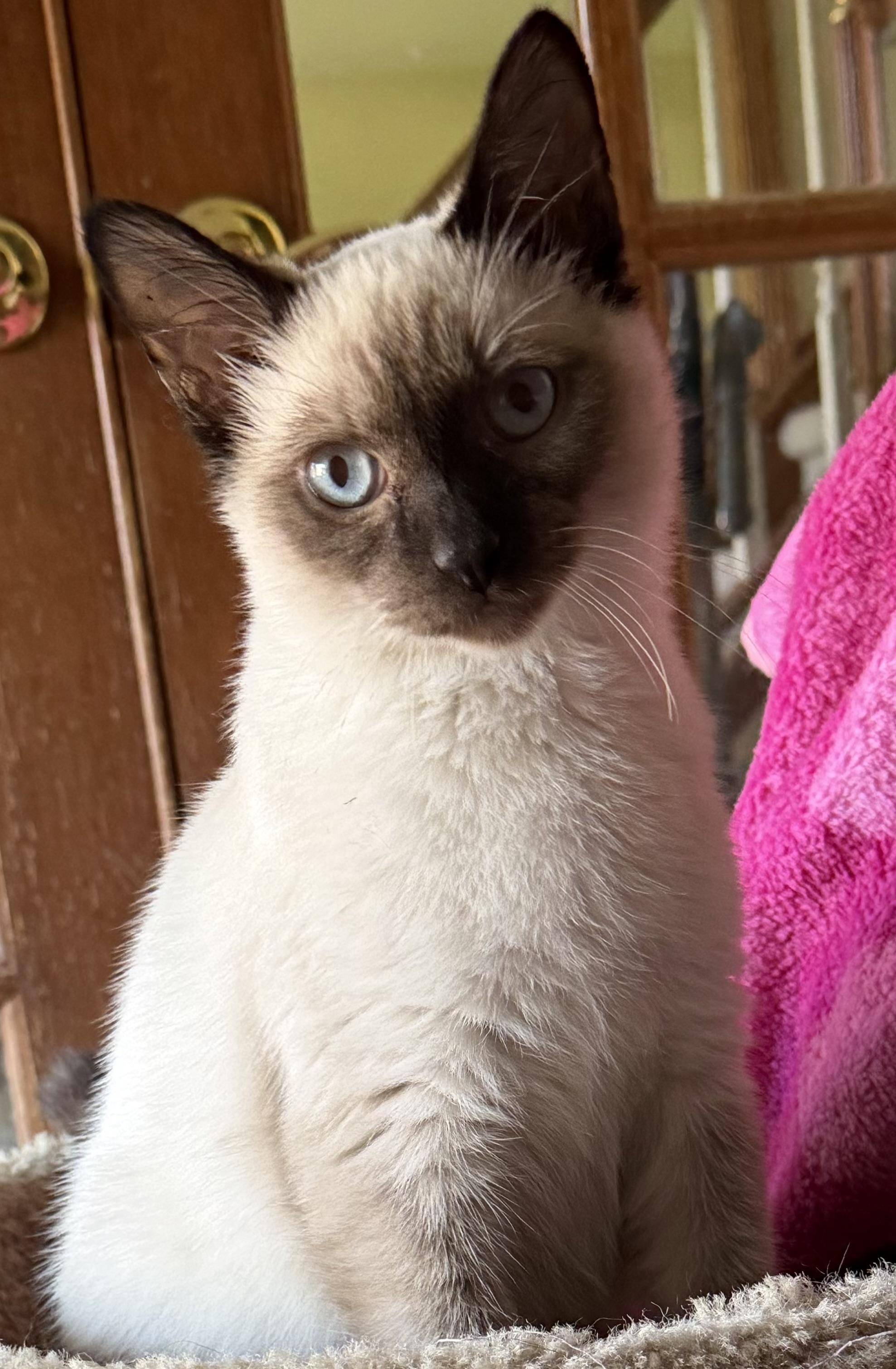 Toast, Adoptable, Kitten Male Siamese.
