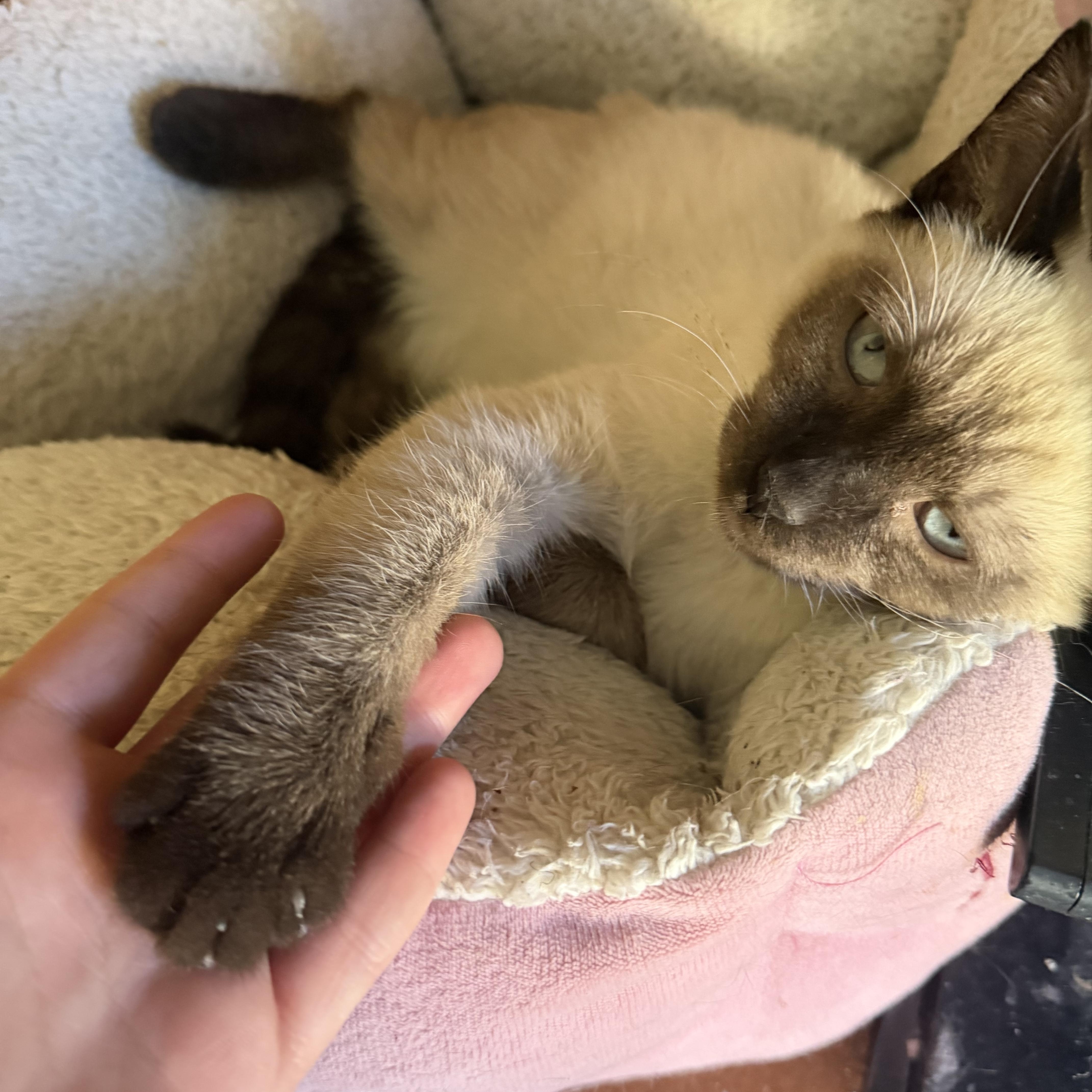 Enlarge Toast, a Adoptable Siamese in Williamsville, NY image 3/3