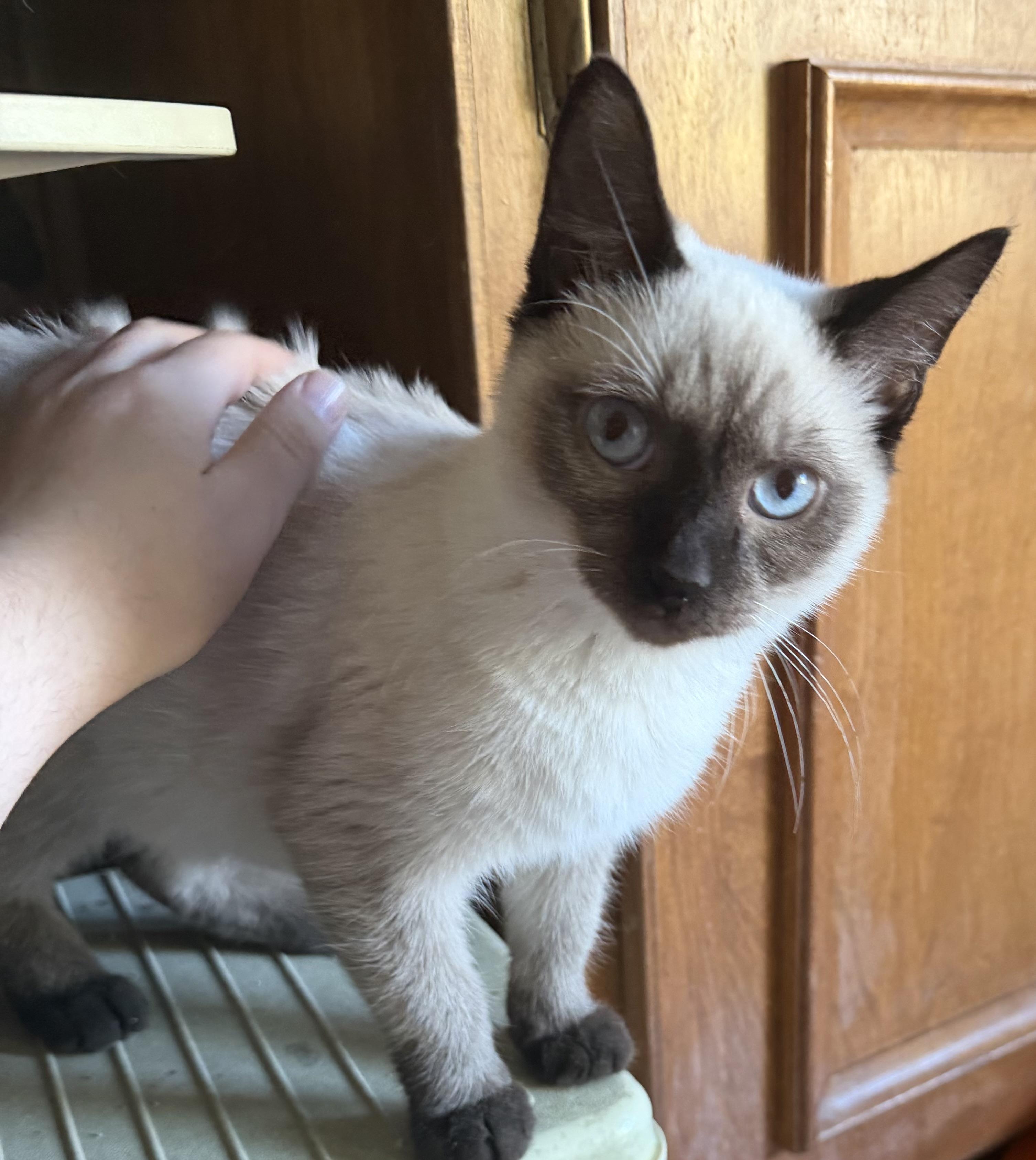 Enlarge Toast, a Adoptable Siamese in Williamsville, NY image 2/3