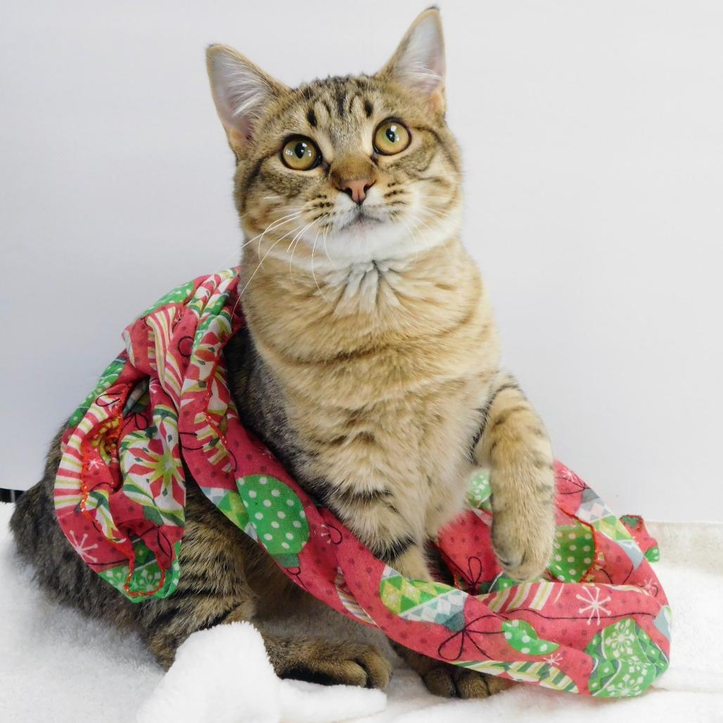 Enlarge Madyson, a Adoptable Domestic Short Hair in Canton, IL image 6/6