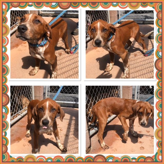 CRIMSON , ADOPTABLE, Puppy Male Hound.