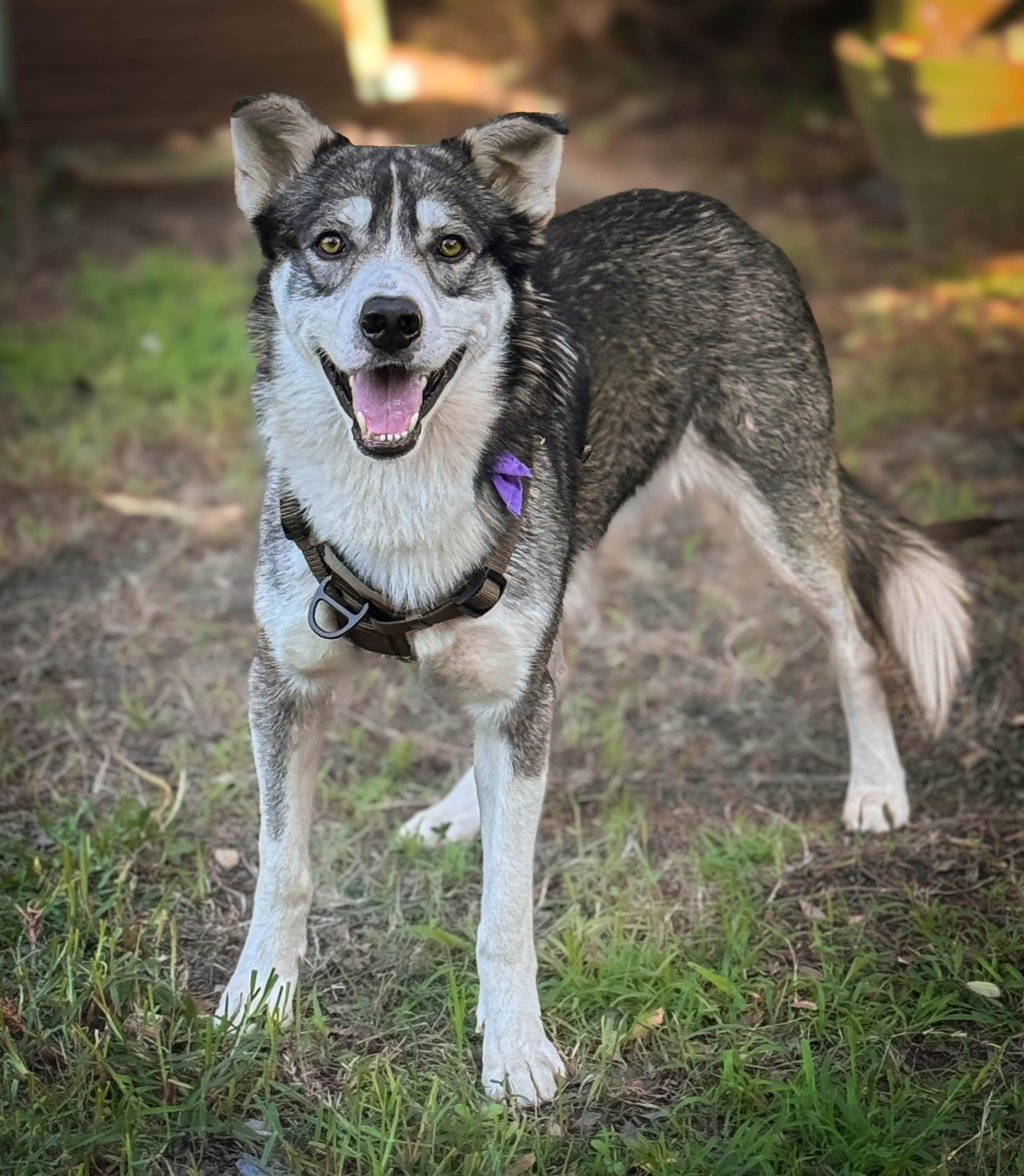 Enlarge Flash, a ADOPTABLE mixed breed in Torrance, CA image 6/6