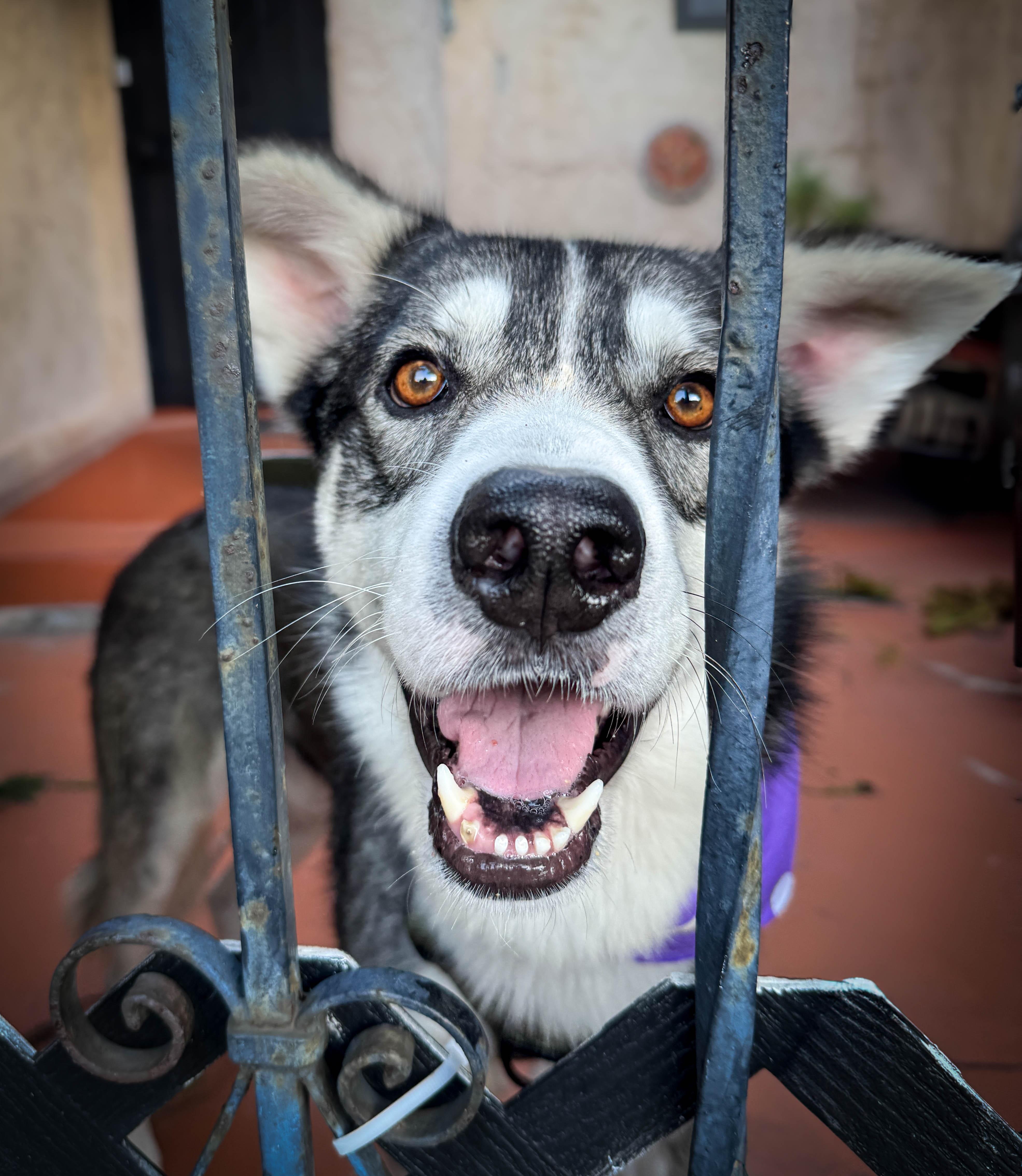 Enlarge Flash, a ADOPTABLE mixed breed in Torrance, CA image 3/6