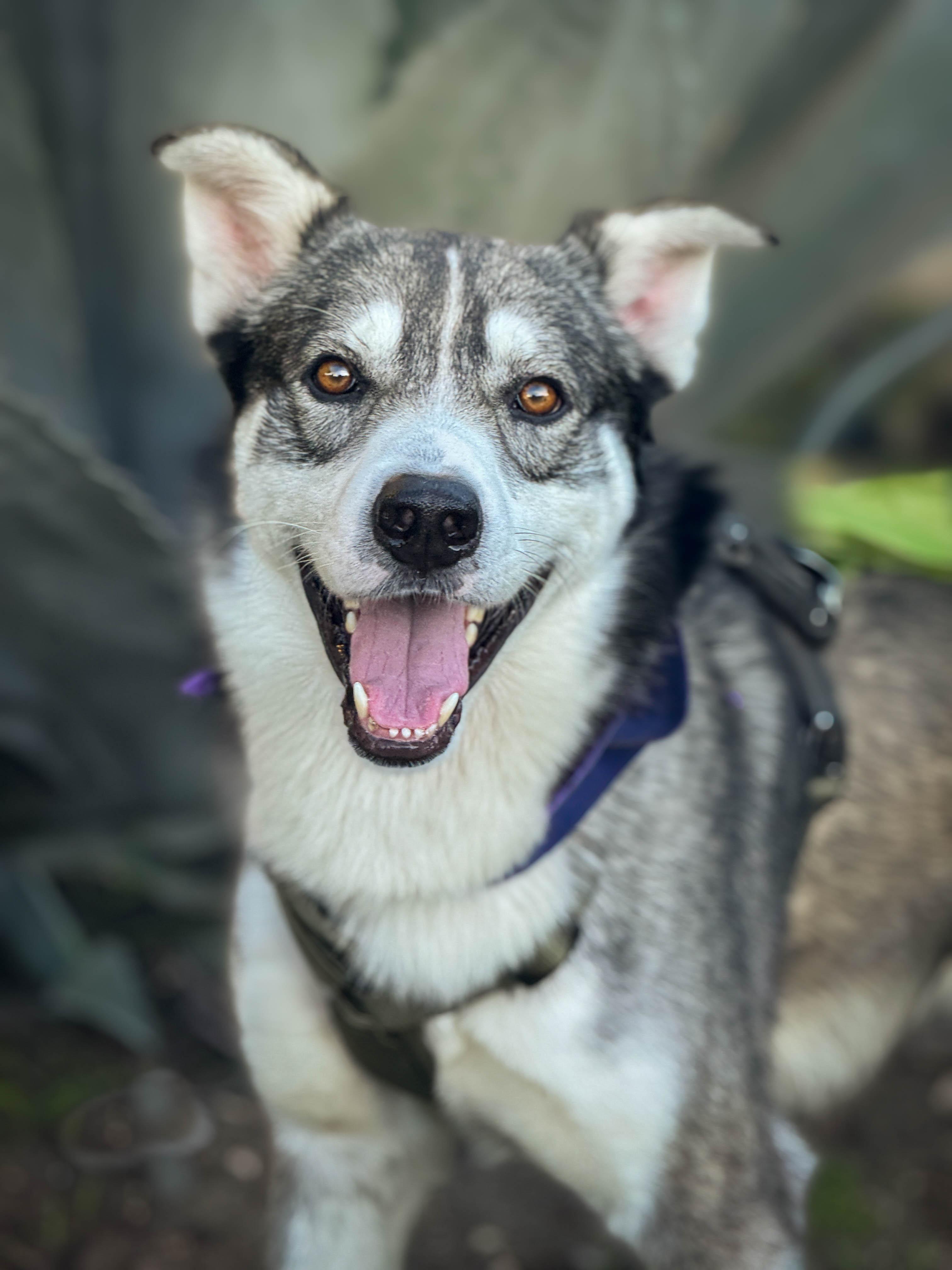 Enlarge Flash, a ADOPTABLE mixed breed in Torrance, CA image 1/6