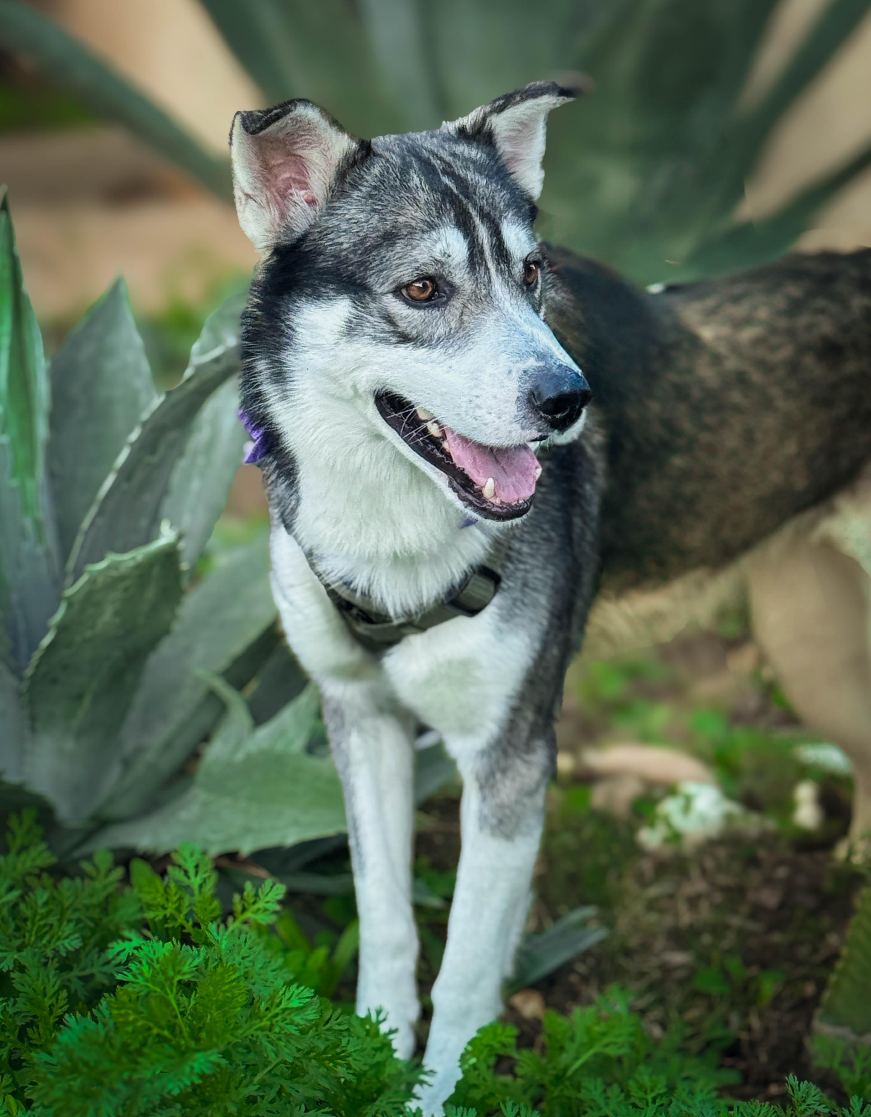 Enlarge Flash, a ADOPTABLE mixed breed in Torrance, CA image 5/6