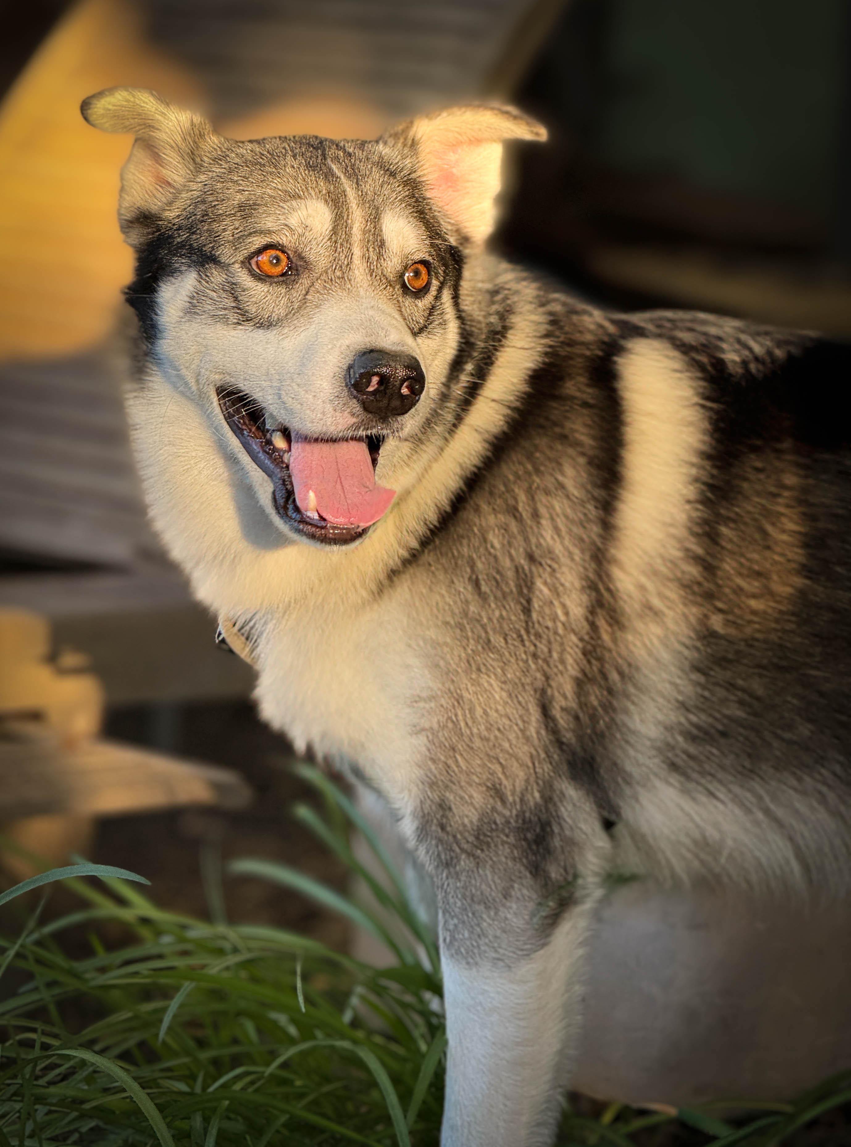 Enlarge Flash, a ADOPTABLE mixed breed in Torrance, CA image 4/6