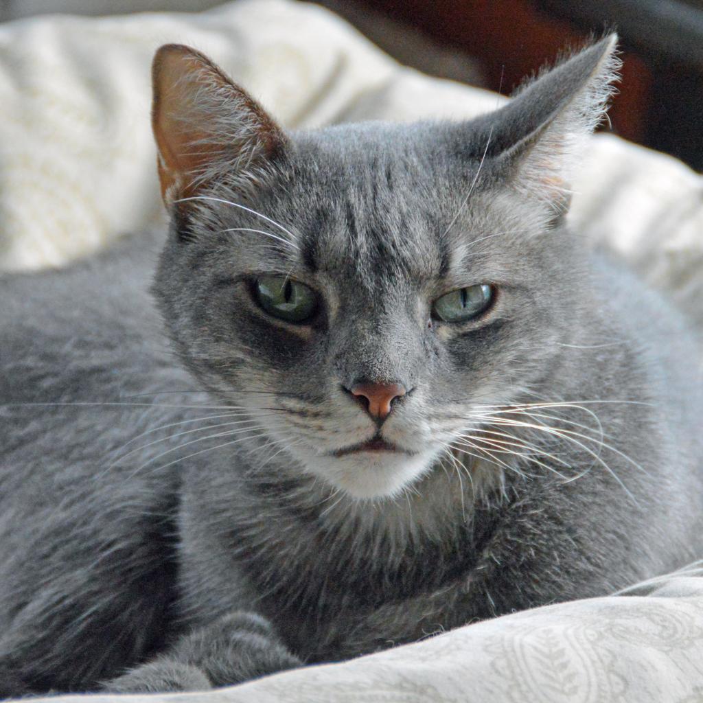 Enlarge Lucky Star, a Adoptable Domestic Short Hair in Middletown, NY image 1/6