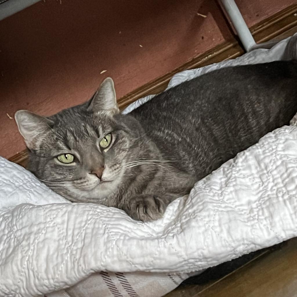 Enlarge Lucky Star, a Adoptable Domestic Short Hair in Middletown, NY image 2/6