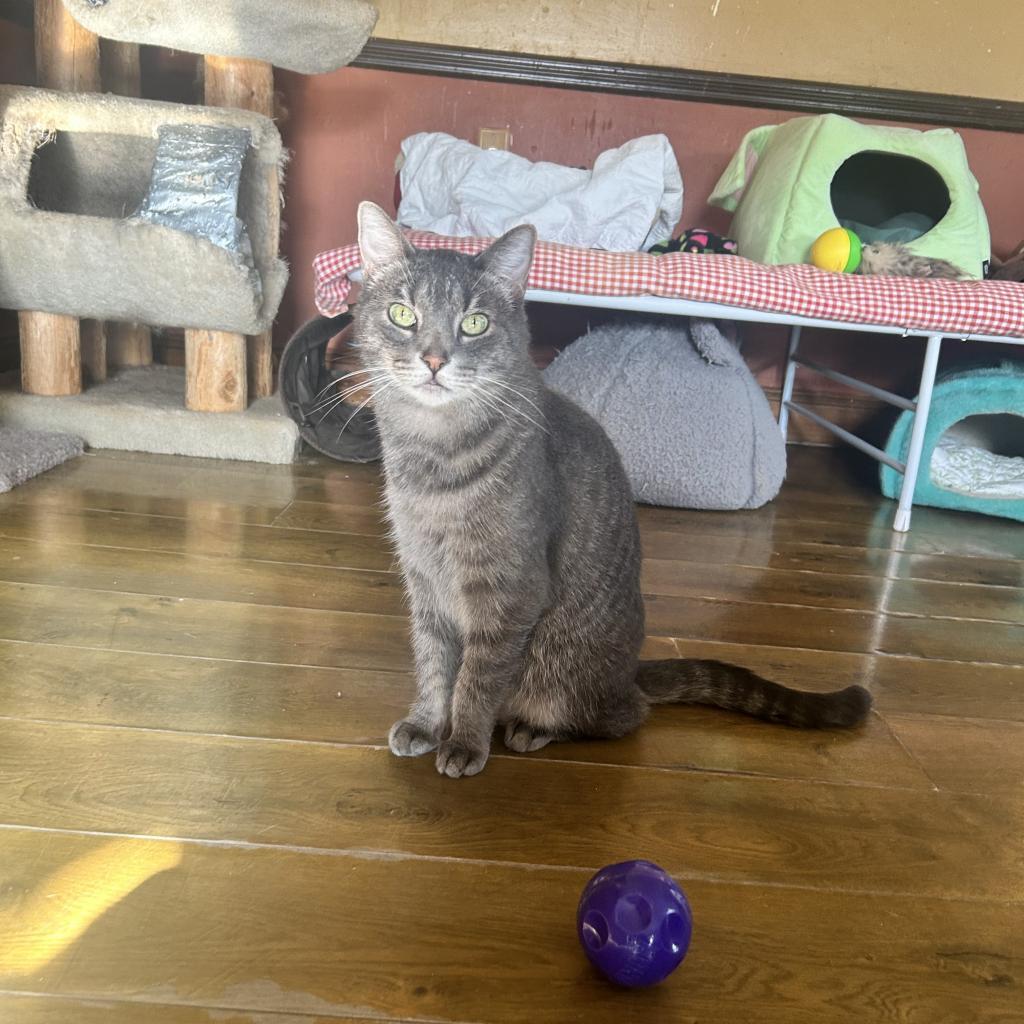 Enlarge Lucky Star, a Adoptable Domestic Short Hair in Middletown, NY image 3/6