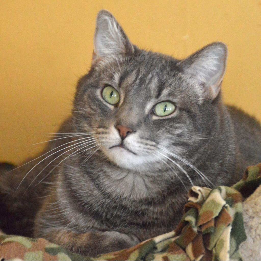 Enlarge Lucky Star, a Adoptable Domestic Short Hair in Middletown, NY image 4/6