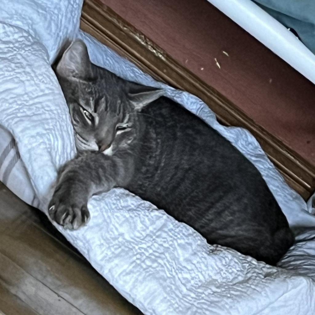 Enlarge Lucky Star, a Adoptable Domestic Short Hair in Middletown, NY image 5/6