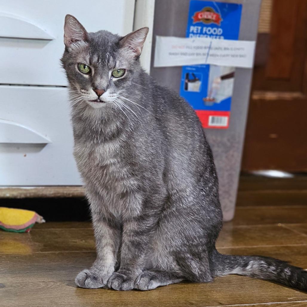 Enlarge Lucky Star, a Adoptable Domestic Short Hair in Middletown, NY image 6/6