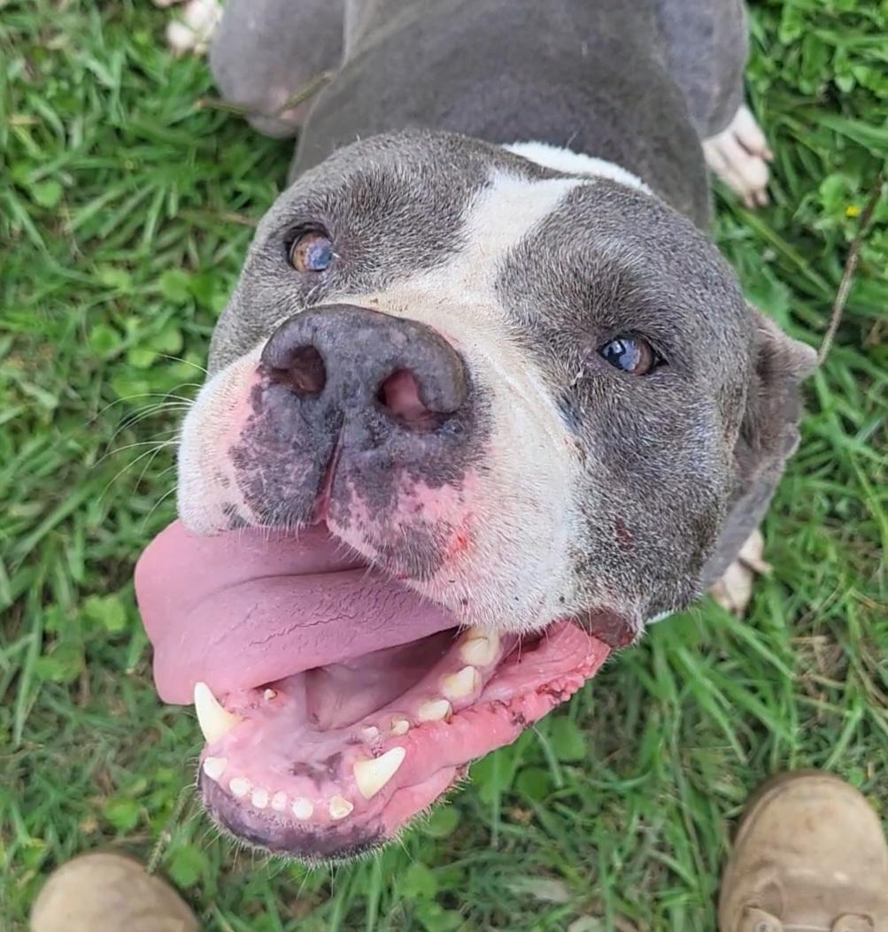 Enlarge Betty, a ADOPTABLE mixed breed in Rockdale, TX image 1/2