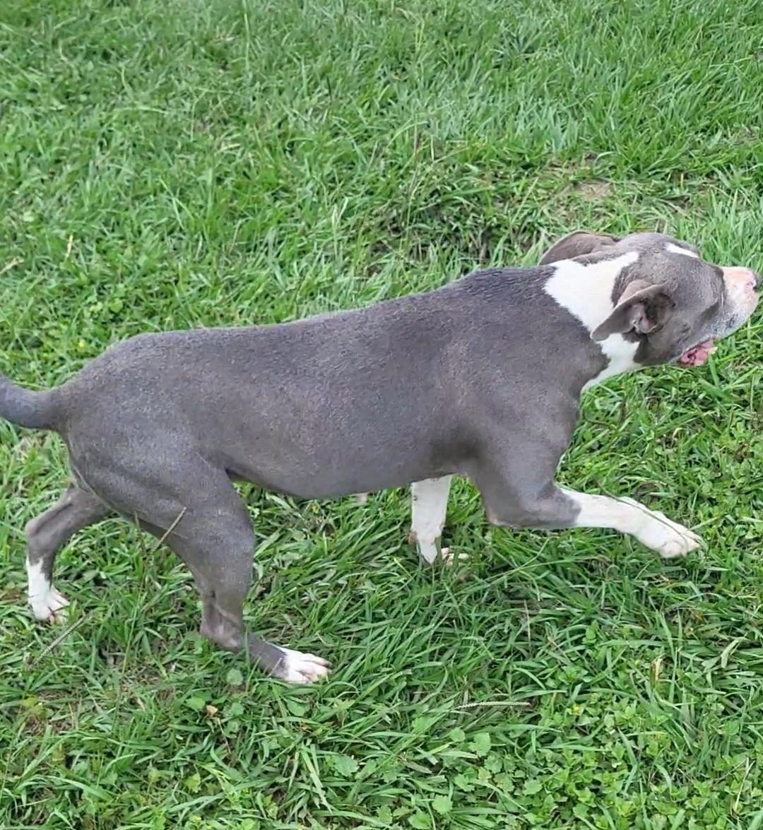 Enlarge Betty, a ADOPTABLE mixed breed in Rockdale, TX image 2/2