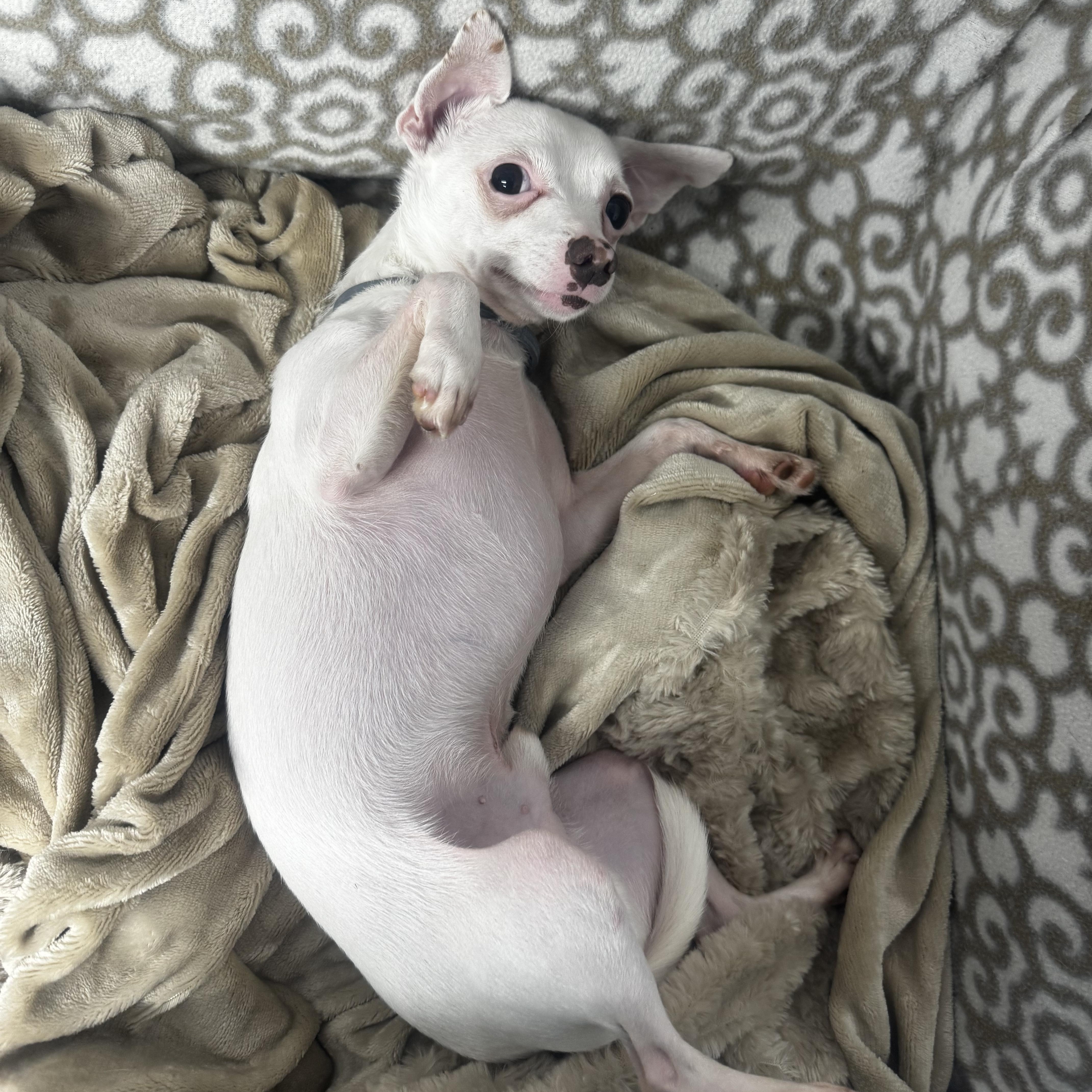 Enlarge Sonny, a ADOPTABLE Chihuahua in Middleboro, MA image 2/4