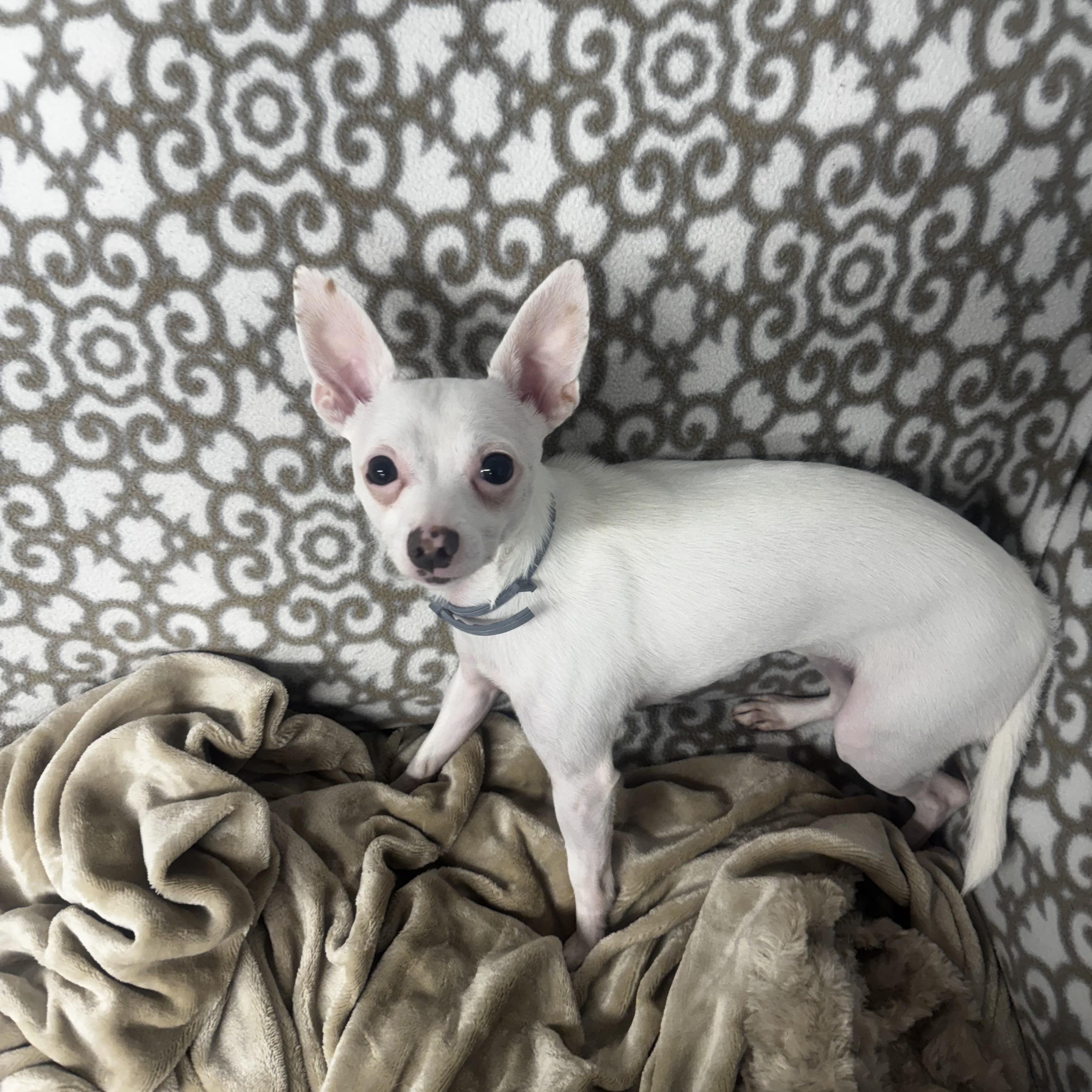 Enlarge Sonny, a ADOPTABLE Chihuahua in Middleboro, MA image 4/4