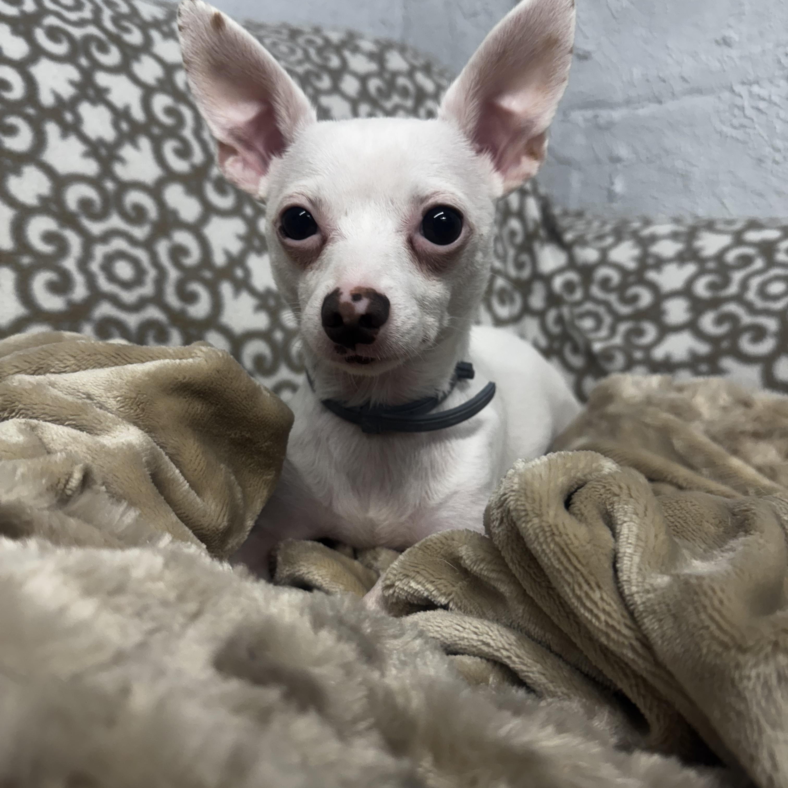 Sonny, ADOPTABLE, Adult Male Chihuahua.