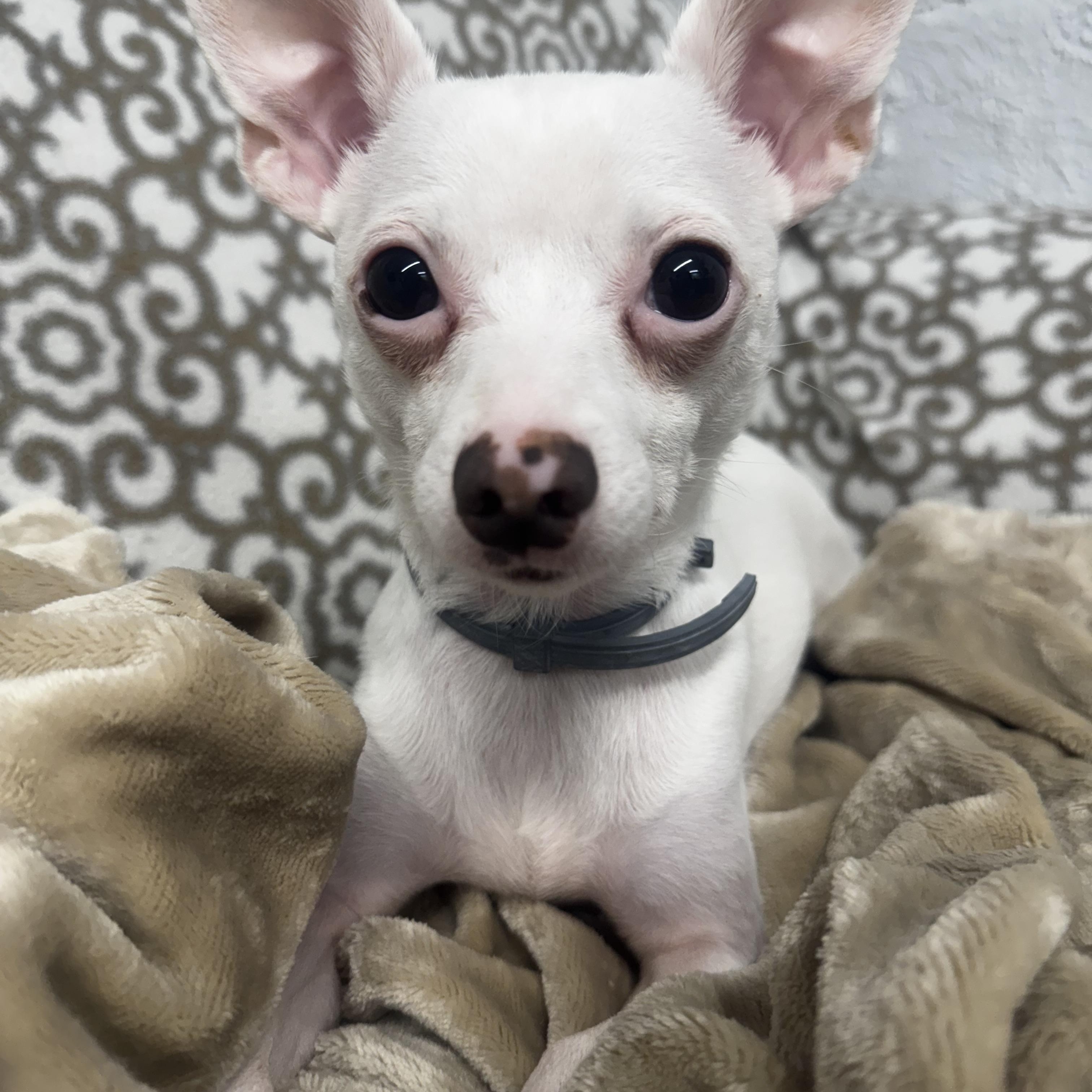 Enlarge Sonny, a ADOPTABLE Chihuahua in Middleboro, MA image 3/4