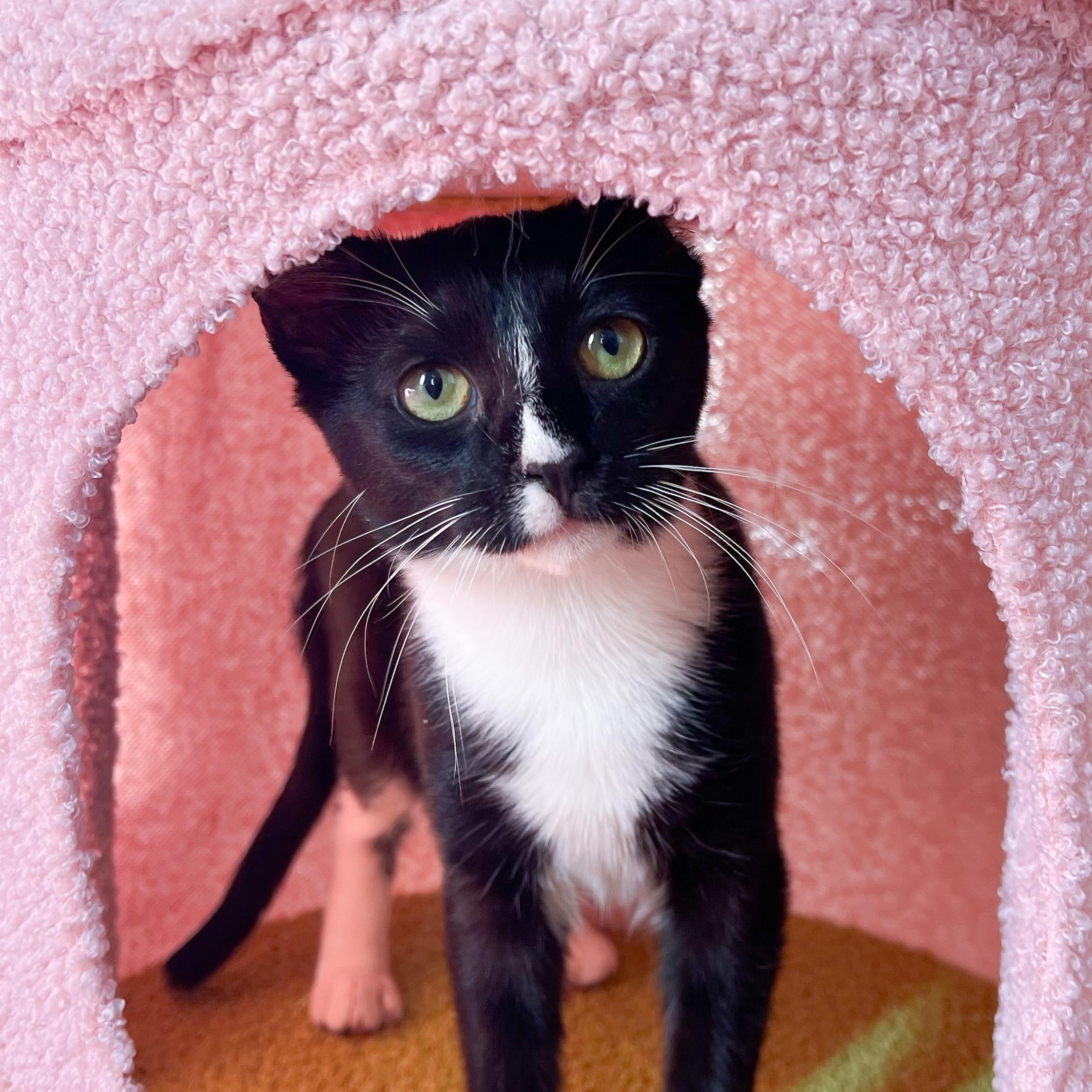 Dilly, Adoptable, Young Female Tuxedo.