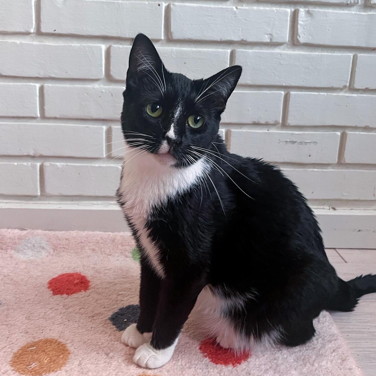 Enlarge Dilly, a Adoptable Tuxedo in New Orleans, LA image 2/2