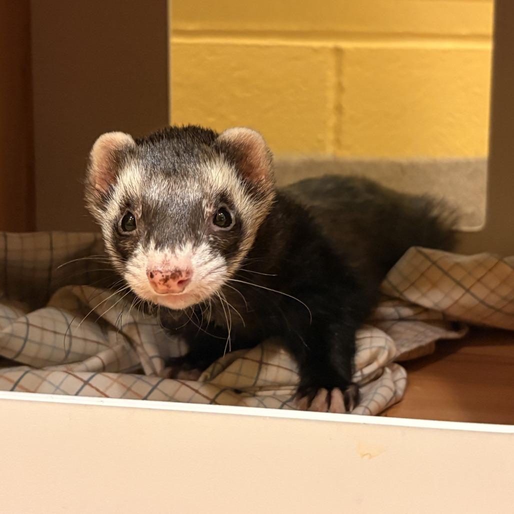 Trade, Adoptable, Adult Male Ferret.