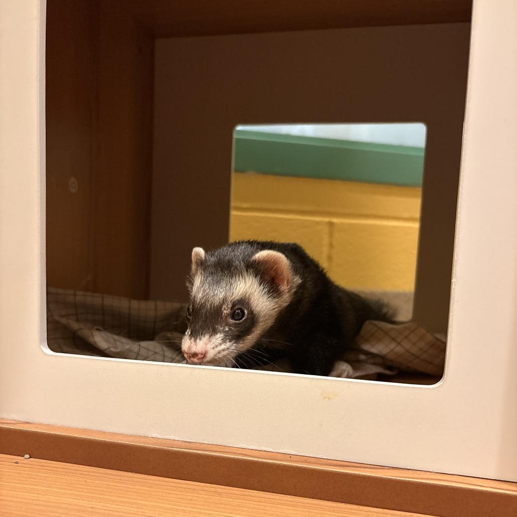 Enlarge Trade, a Adoptable Ferret in South Burlington, VT image 2/6