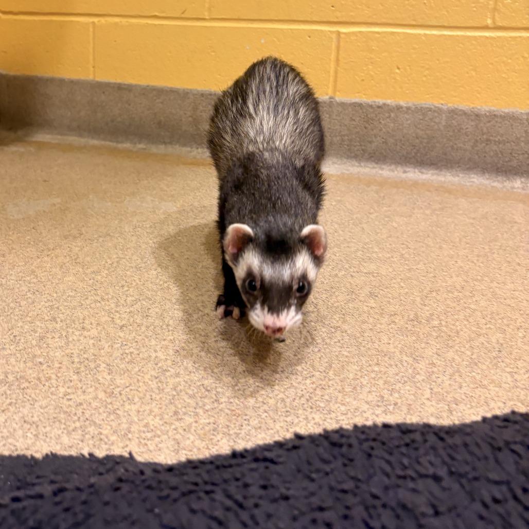 Enlarge Trade, a Adoptable Ferret in South Burlington, VT image 3/6