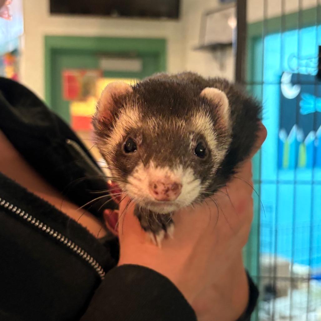 Enlarge Trade, a Adoptable Ferret in South Burlington, VT image 4/6