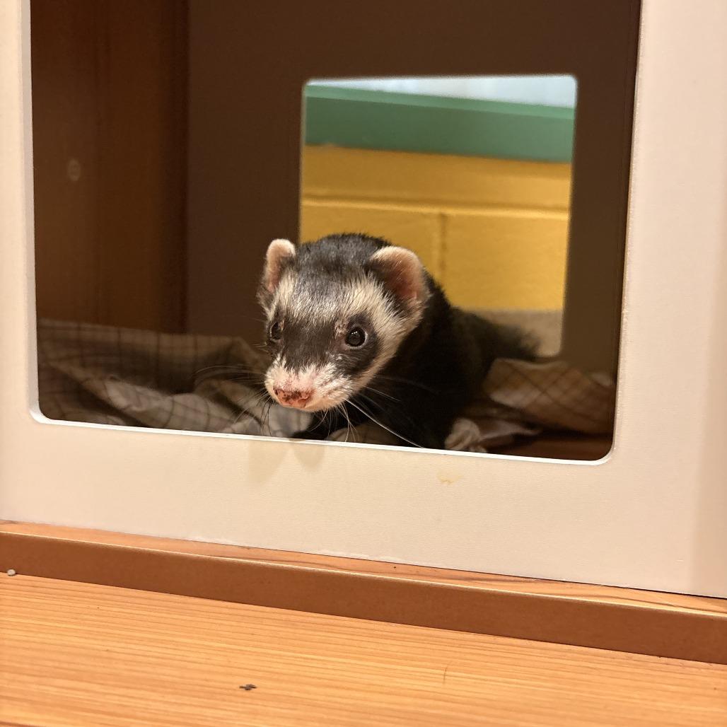 Enlarge Trade, a Adoptable Ferret in South Burlington, VT image 5/6