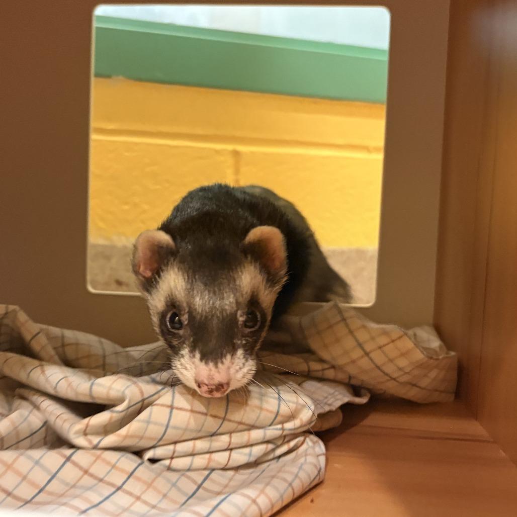 Enlarge Trade, a Adoptable Ferret in South Burlington, VT image 6/6