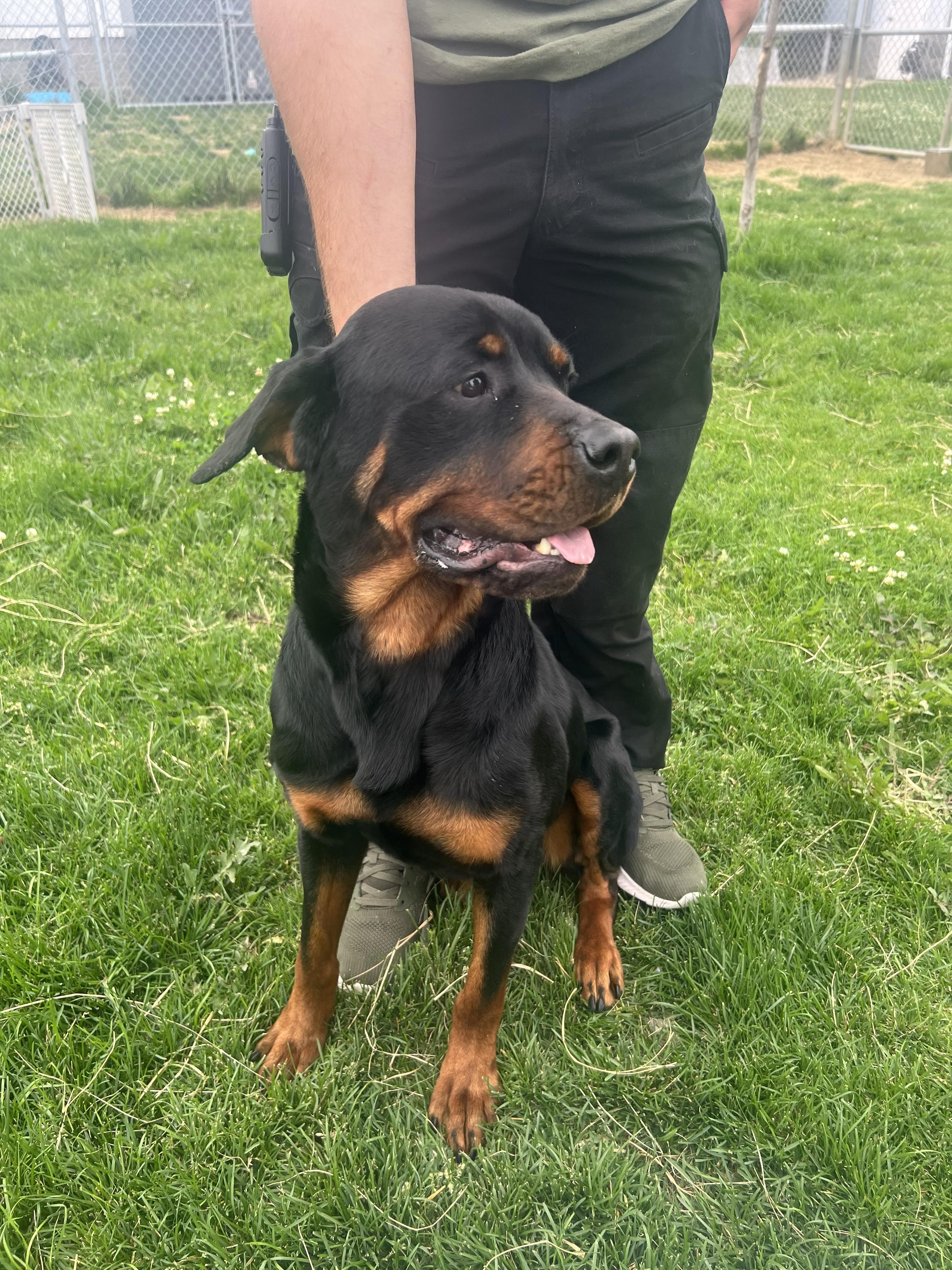 Mantis, a Adoptable Rottweiler in Lincoln, NE image 1/6