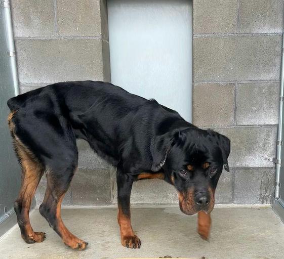 Mantis, a Adoptable Rottweiler in Lincoln, NE image 2/6