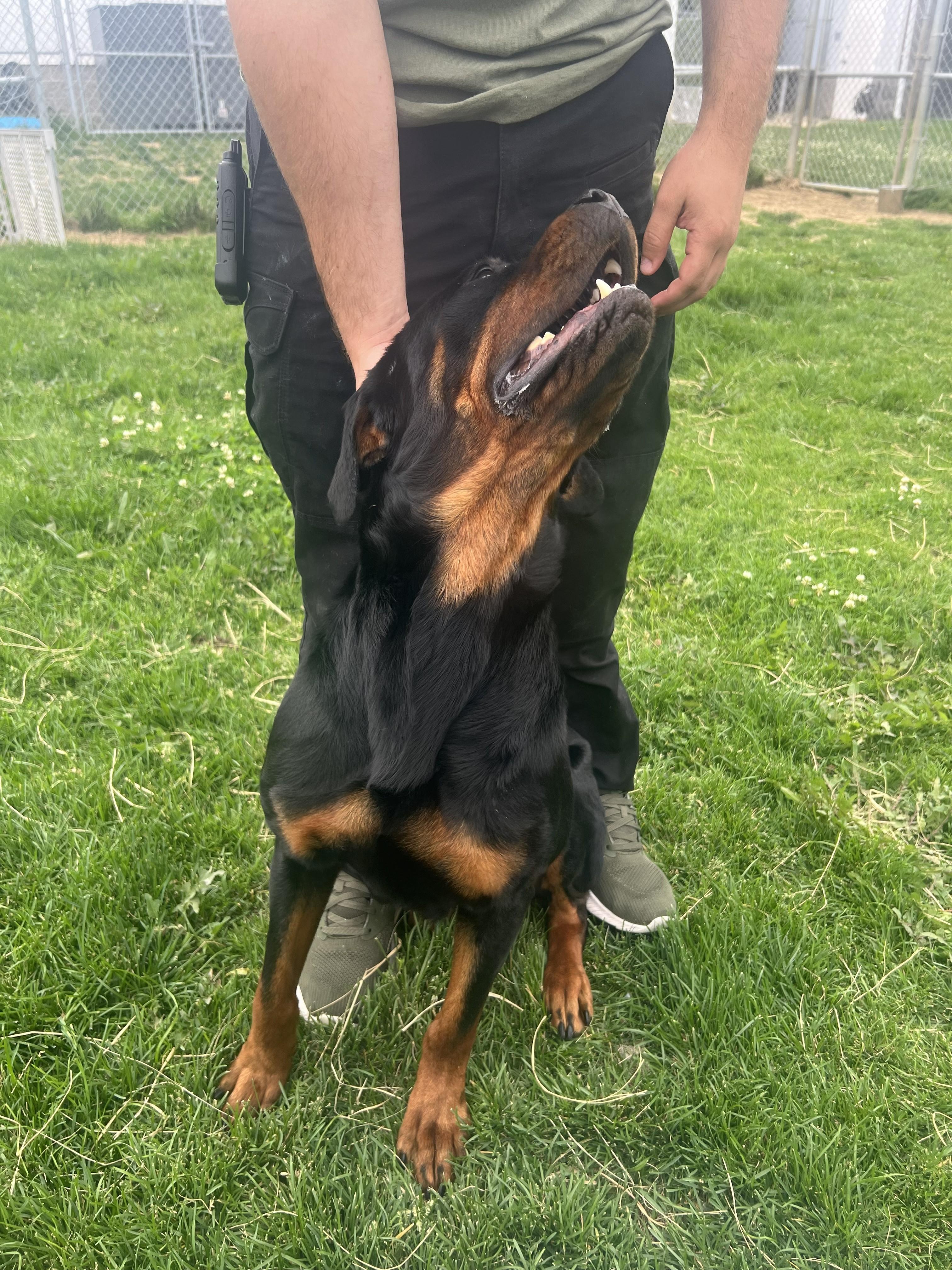 Mantis, a Adoptable Rottweiler in Lincoln, NE image 3/6