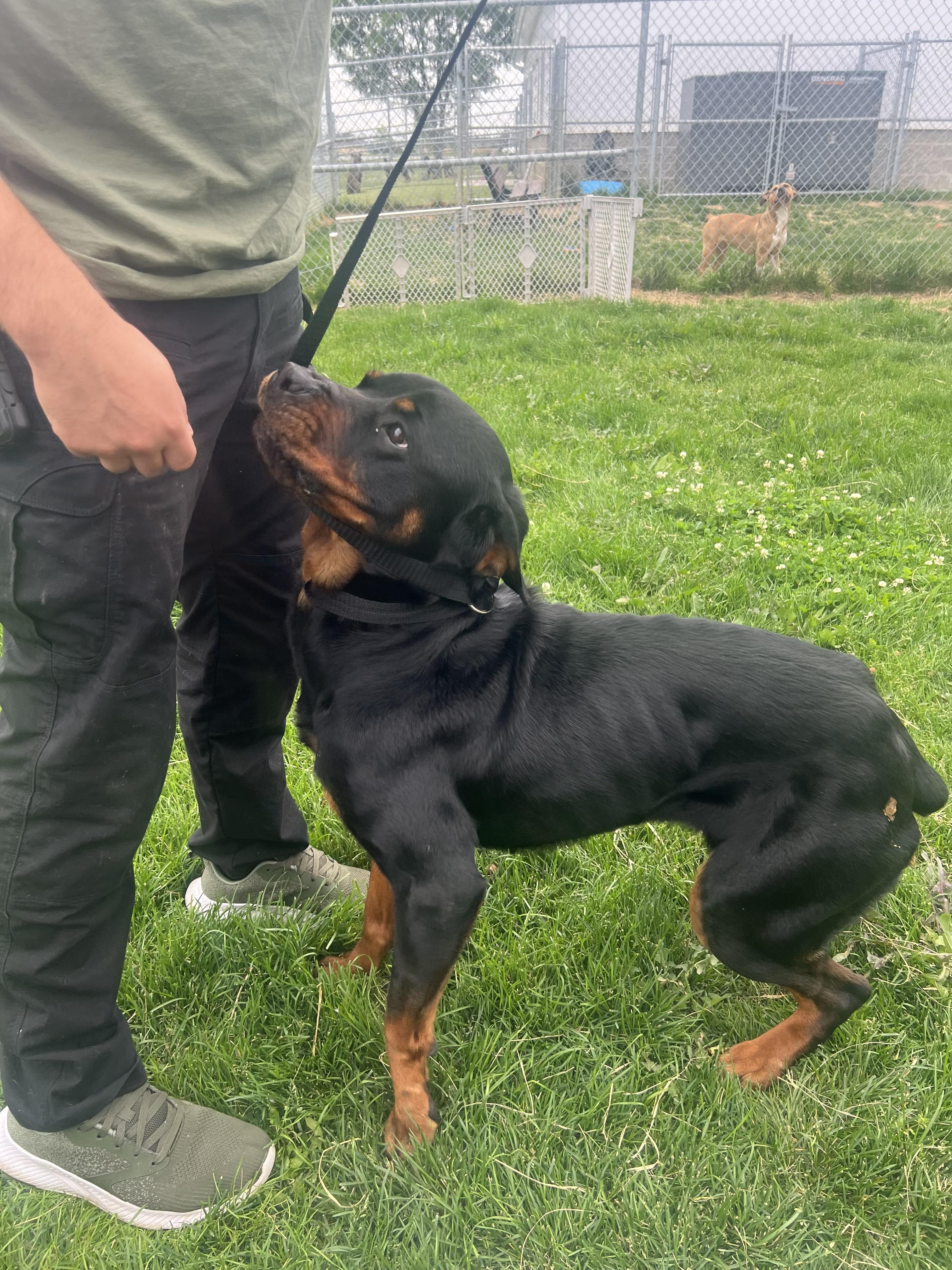 Mantis, a Adoptable Rottweiler in Lincoln, NE image 4/6