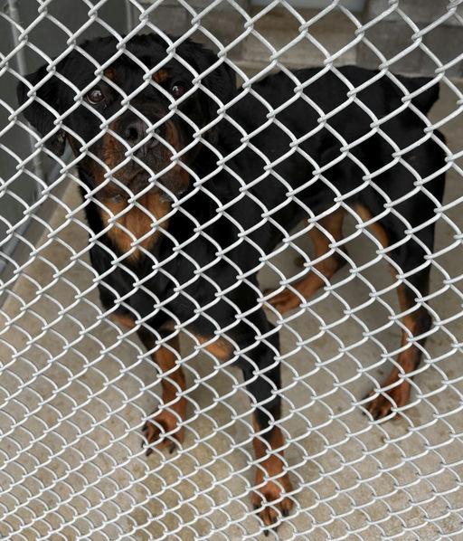 Mantis, a Adoptable Rottweiler in Lincoln, NE image 5/6