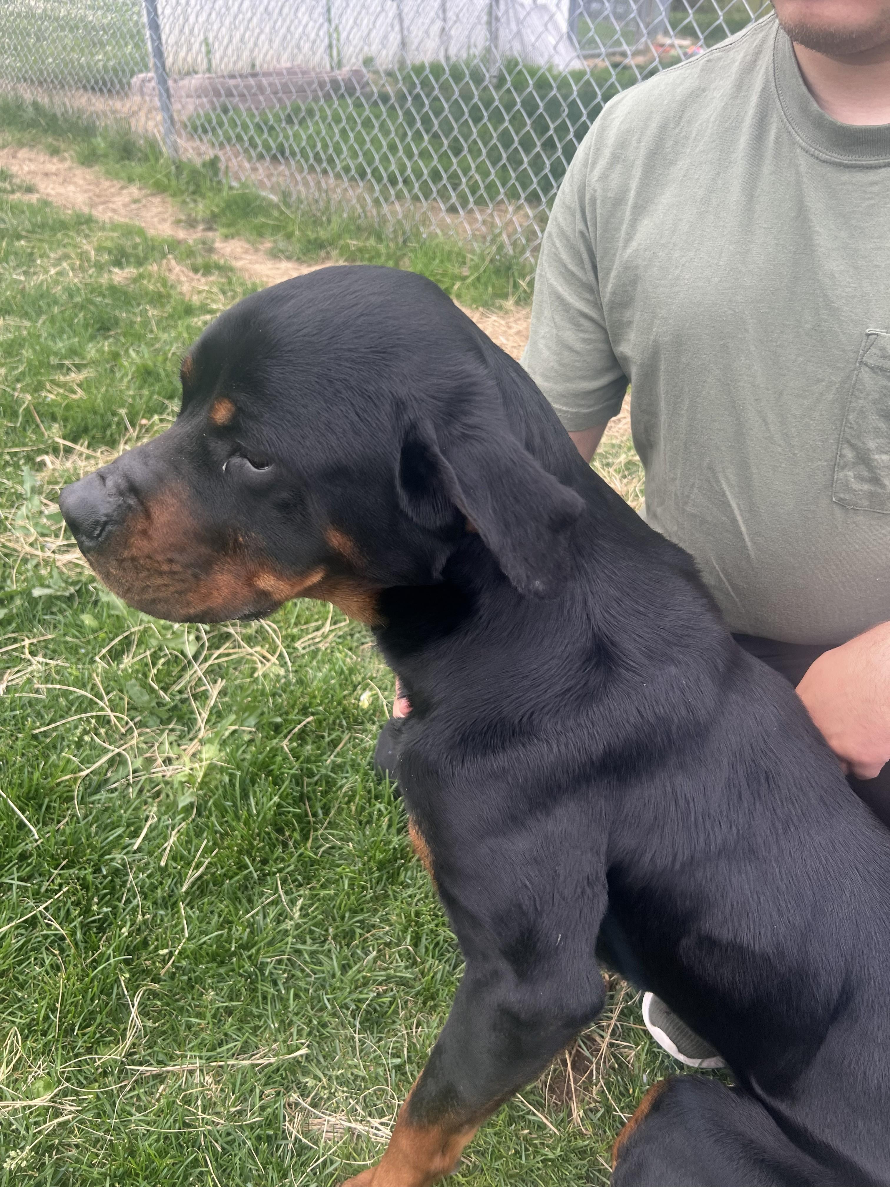 Mantis, a Adoptable Rottweiler in Lincoln, NE image 6/6