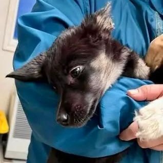 Lady, ADOPTABLE, Puppy Female Husky.