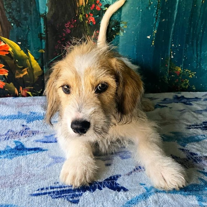 Luka, ADOPTABLE, Young Male Aussiedoodle & Miniature Schnauzer.
