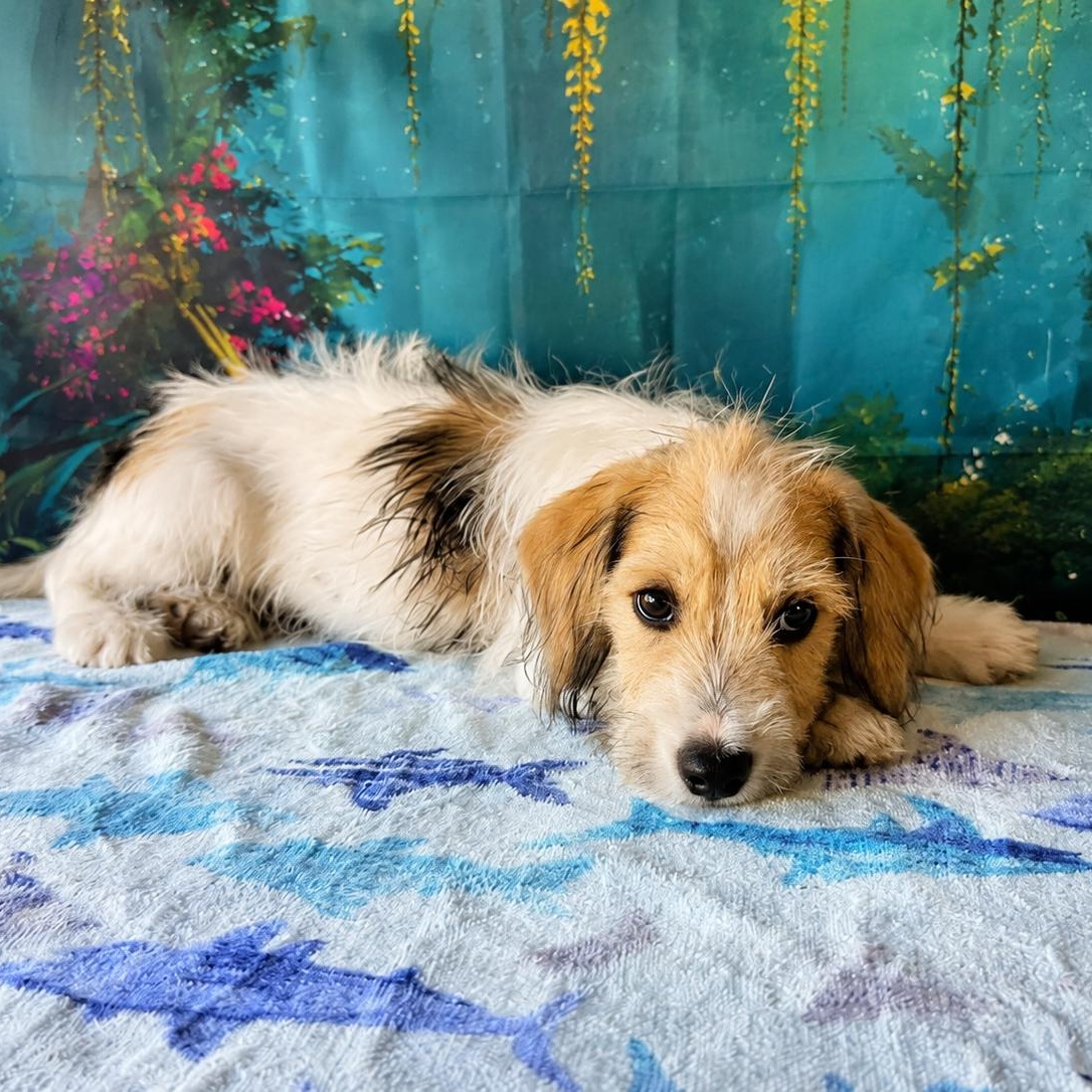 Enlarge Luka, a ADOPTABLE mixed breed in Stow, ME image 2/2