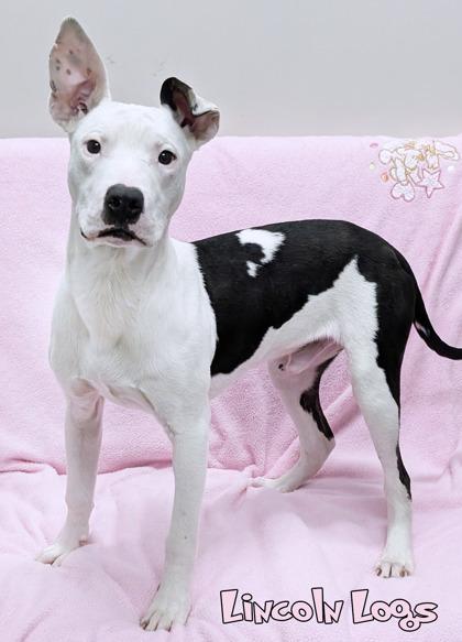 Enlarge Lincoln Logs, a Adoptable mixed breed in Mason, MI image 1/2