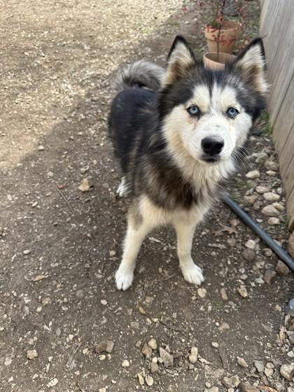 Enlarge Raven, a ADOPTABLE mixed breed in Converse, TX image 1/1