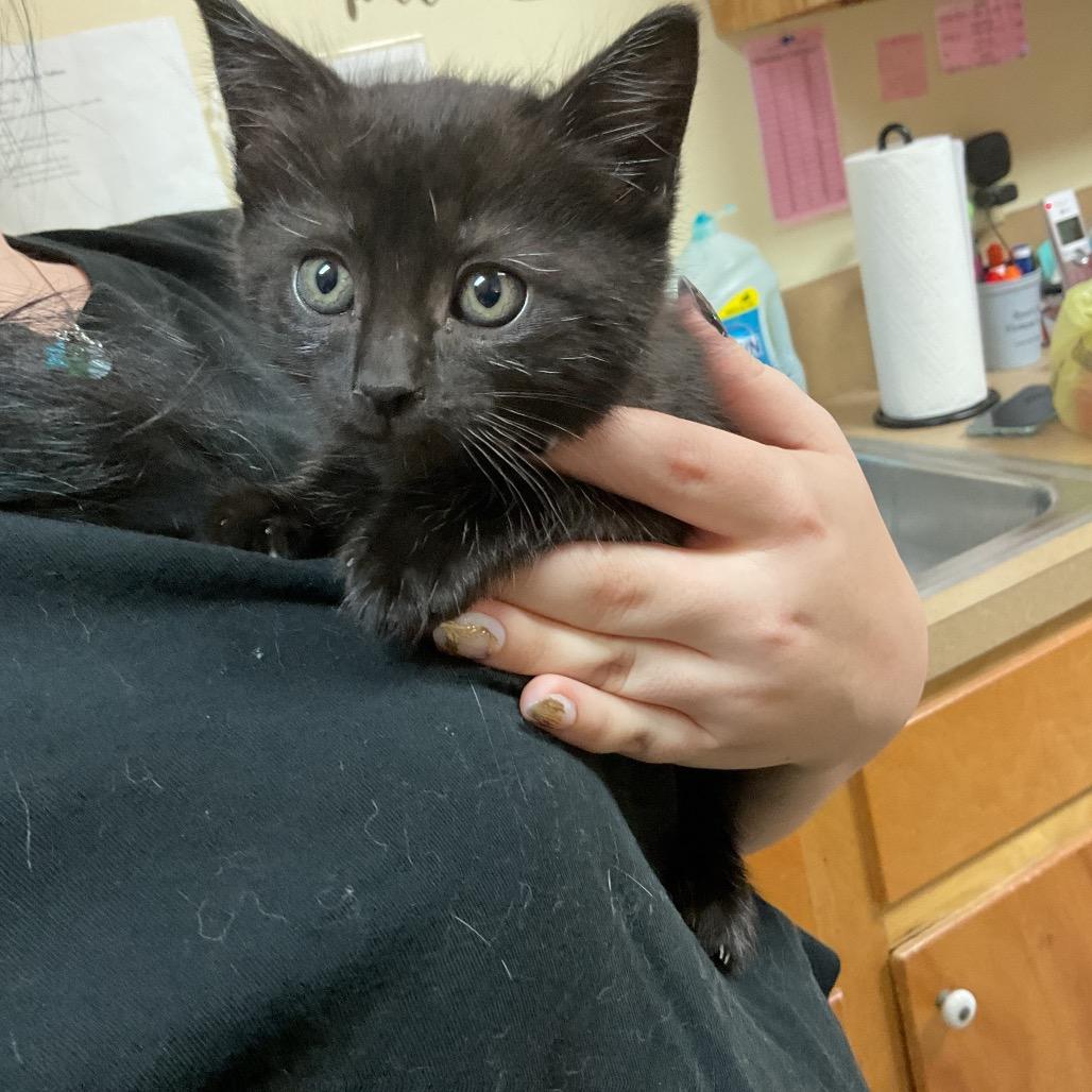 Clara, Adoptable, Kitten Female Domestic Short Hair.